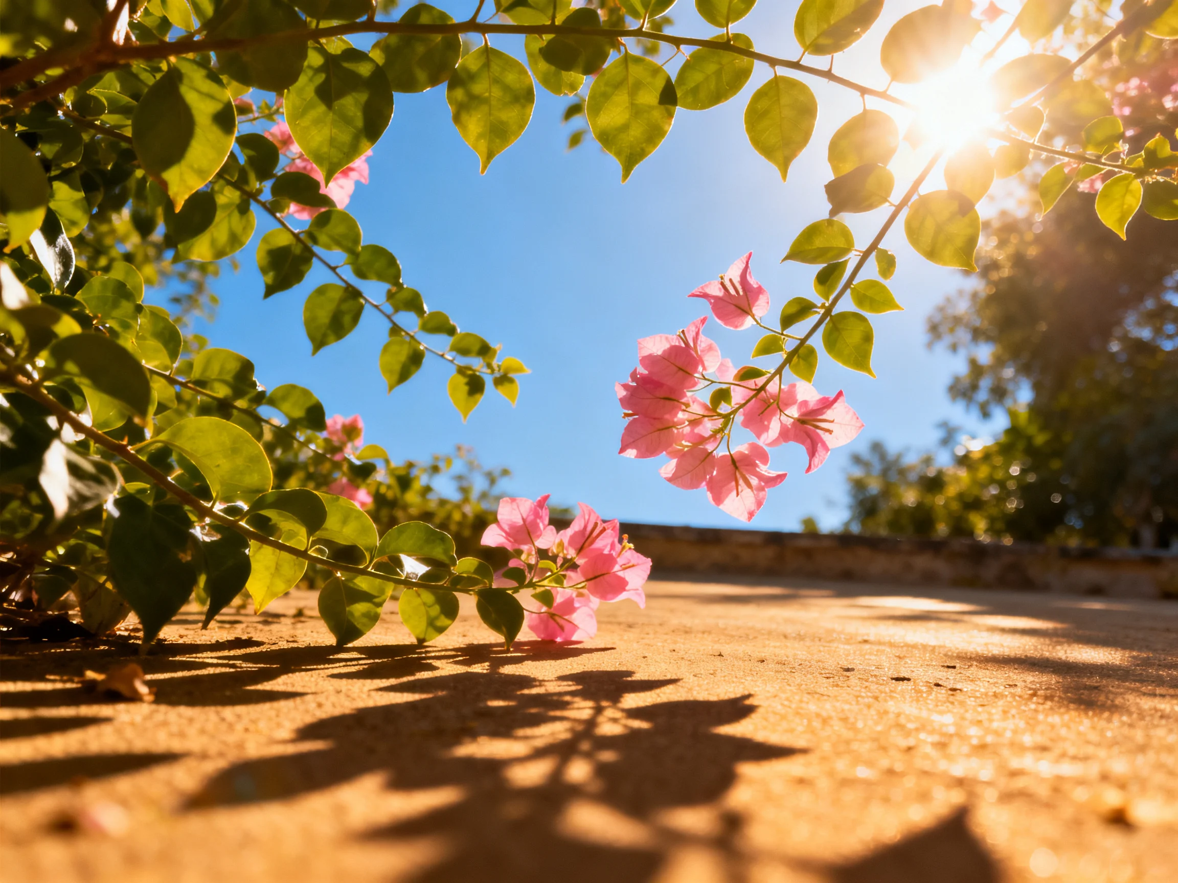 Vibrant pink bougainvillea blooms with green foliage under sunny skies