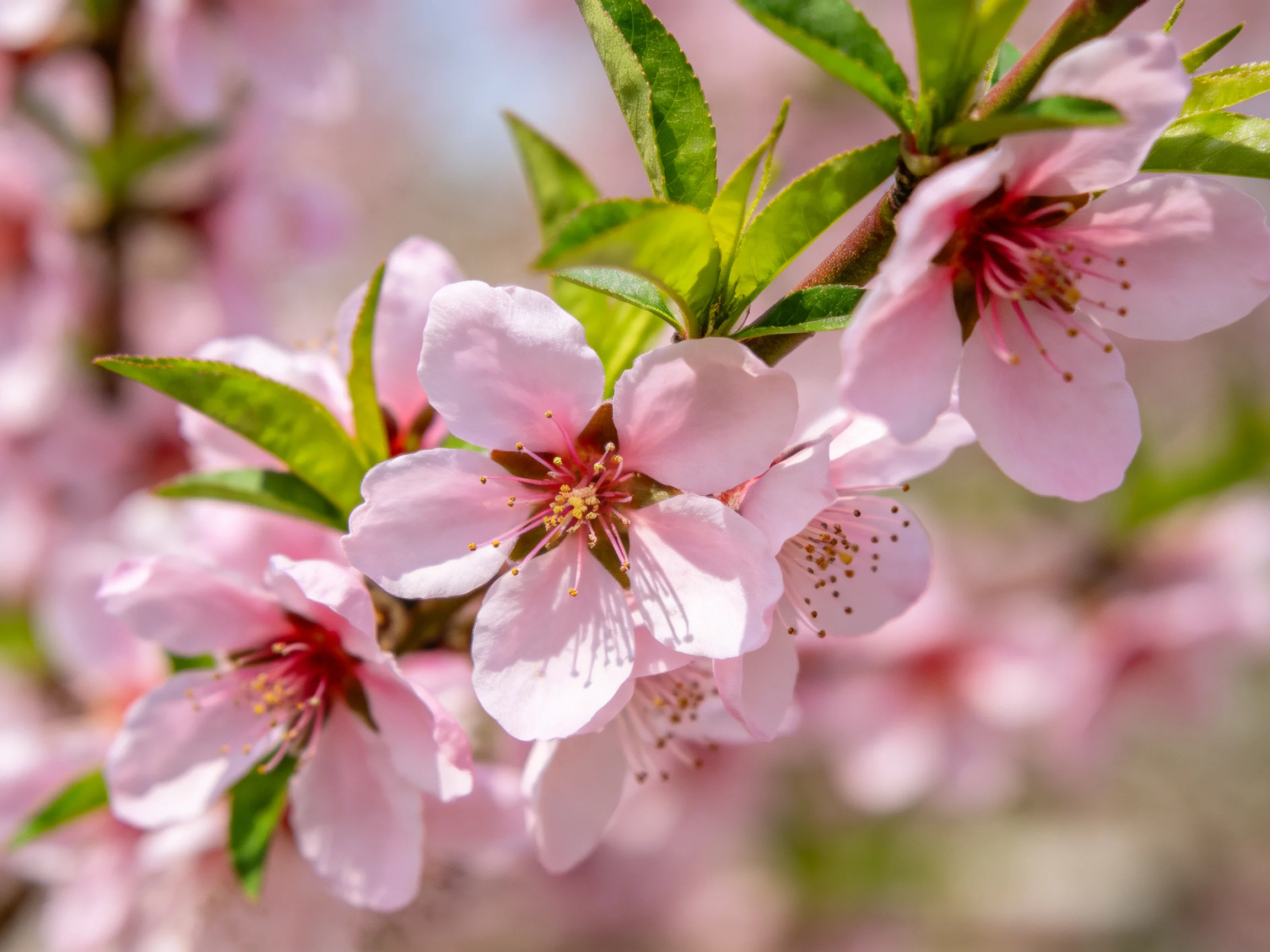 Vibrant pink cherry blossom blooms with fresh green leaves