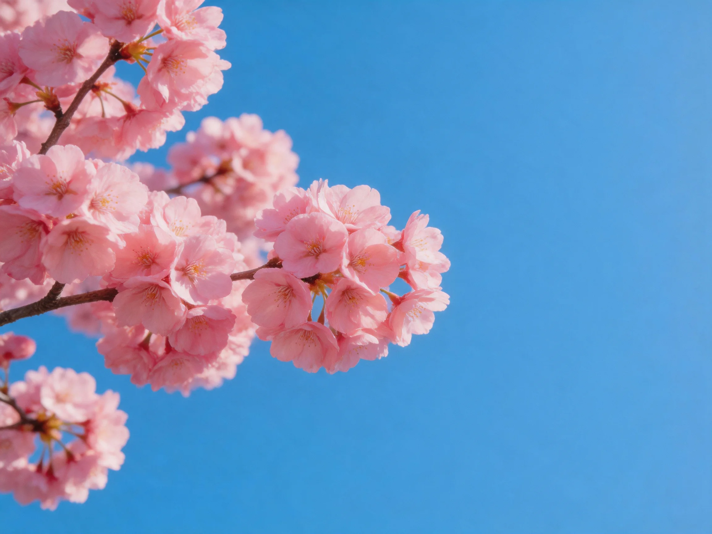 Vibrant pink cherry blossom clusters bloom against a clear blue sky