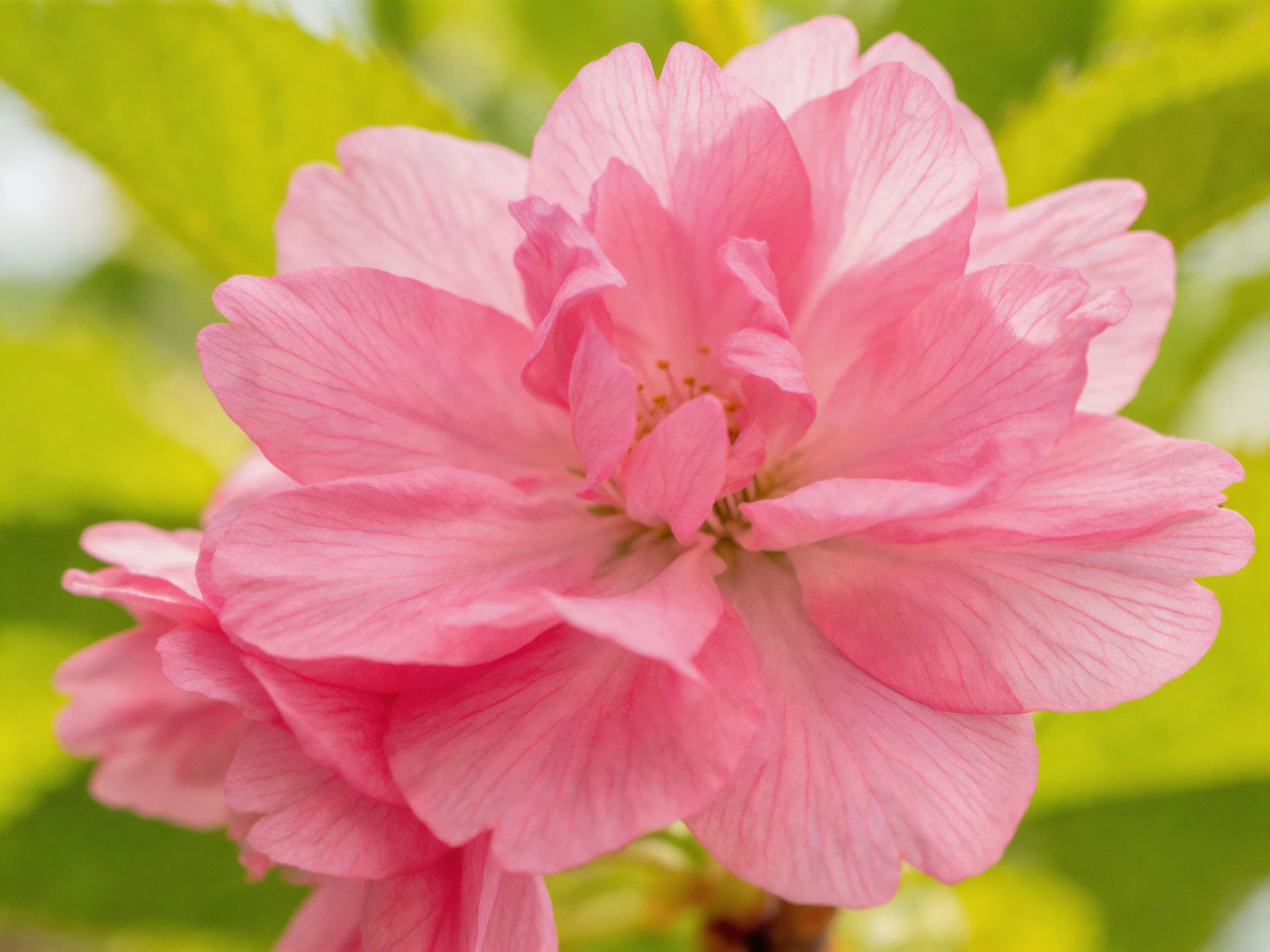 Vibrant pink cherry blossom with layered petals and green foliage