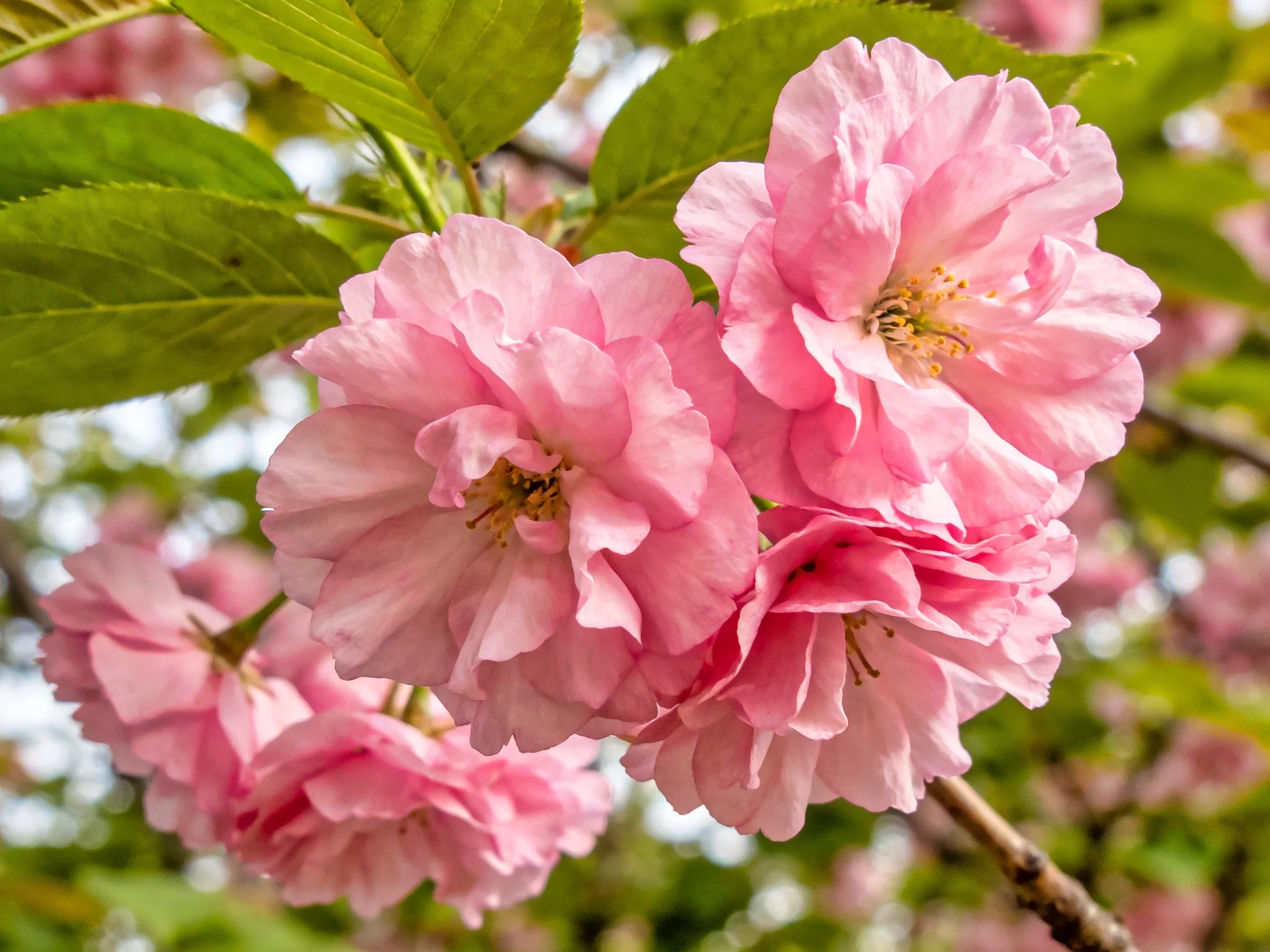 Vibrant pink cherry blossoms bloom among lush green leaves