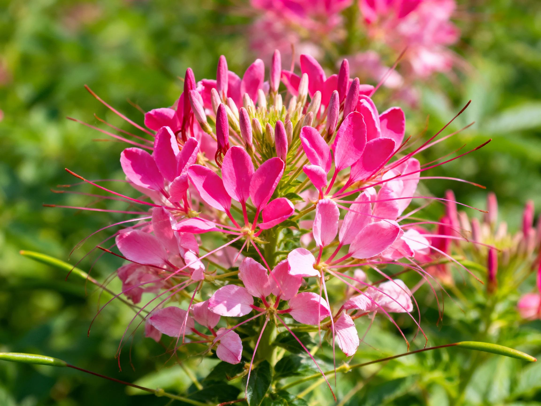 Vibrant pink cleome blooms with extended stamens amid greenery