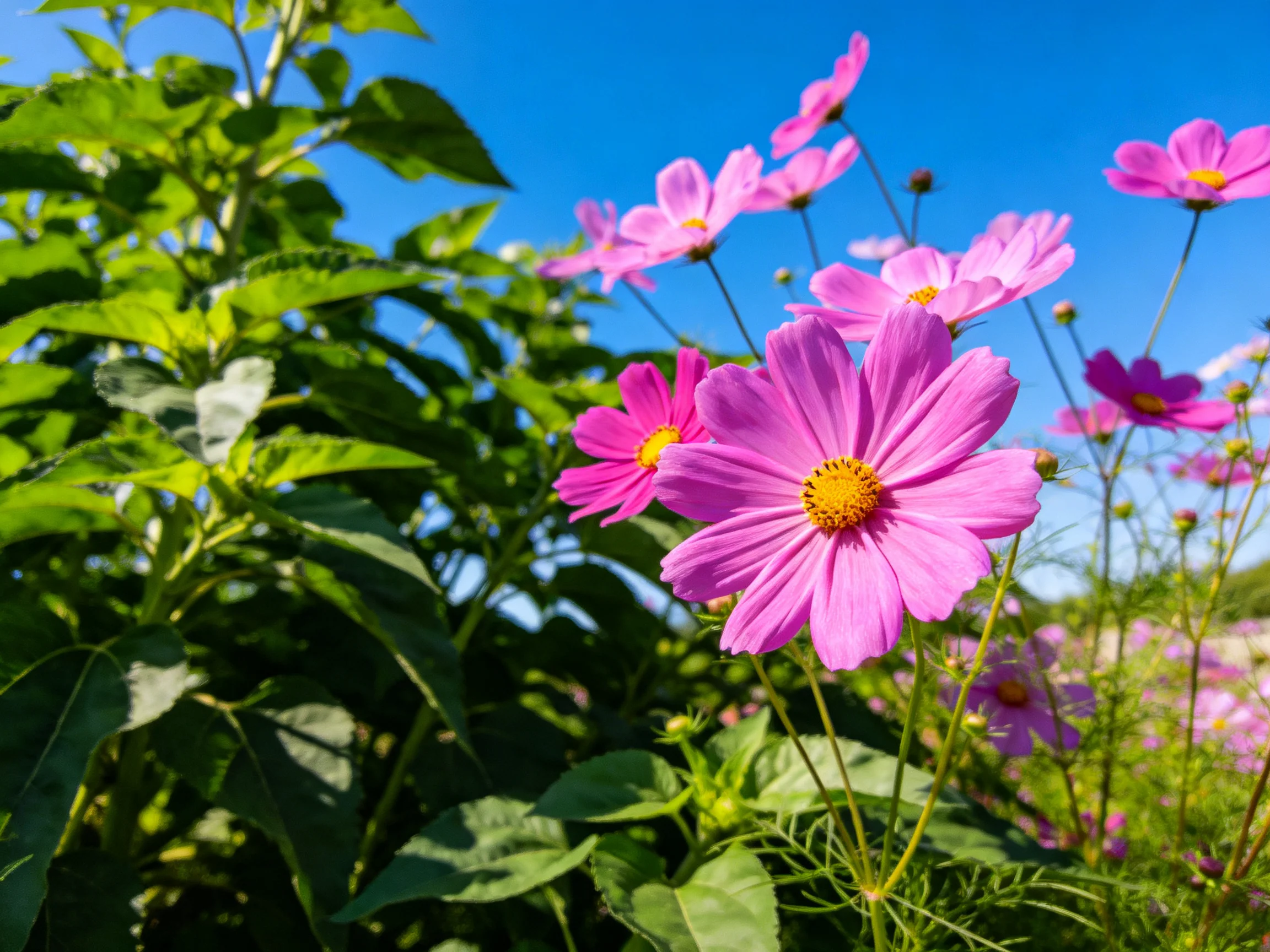 Vibrant pink cosmos blooms amid lush greenery beneath clear blue sky