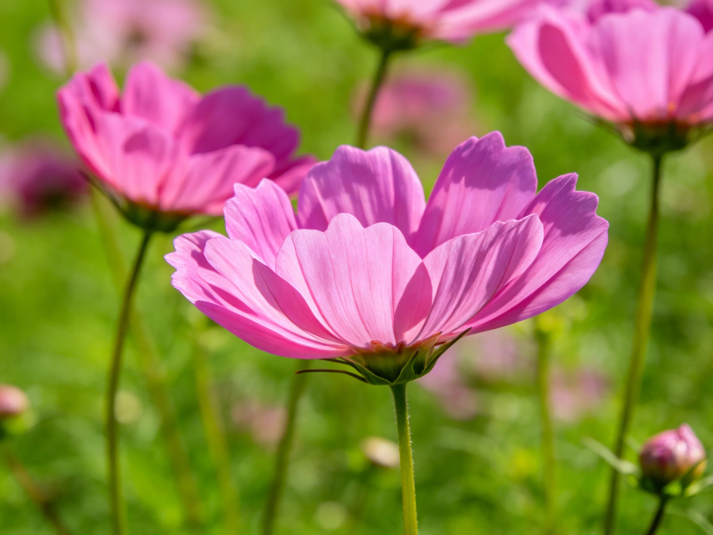 Vibrant pink cosmos blooms sway among lush green foliage