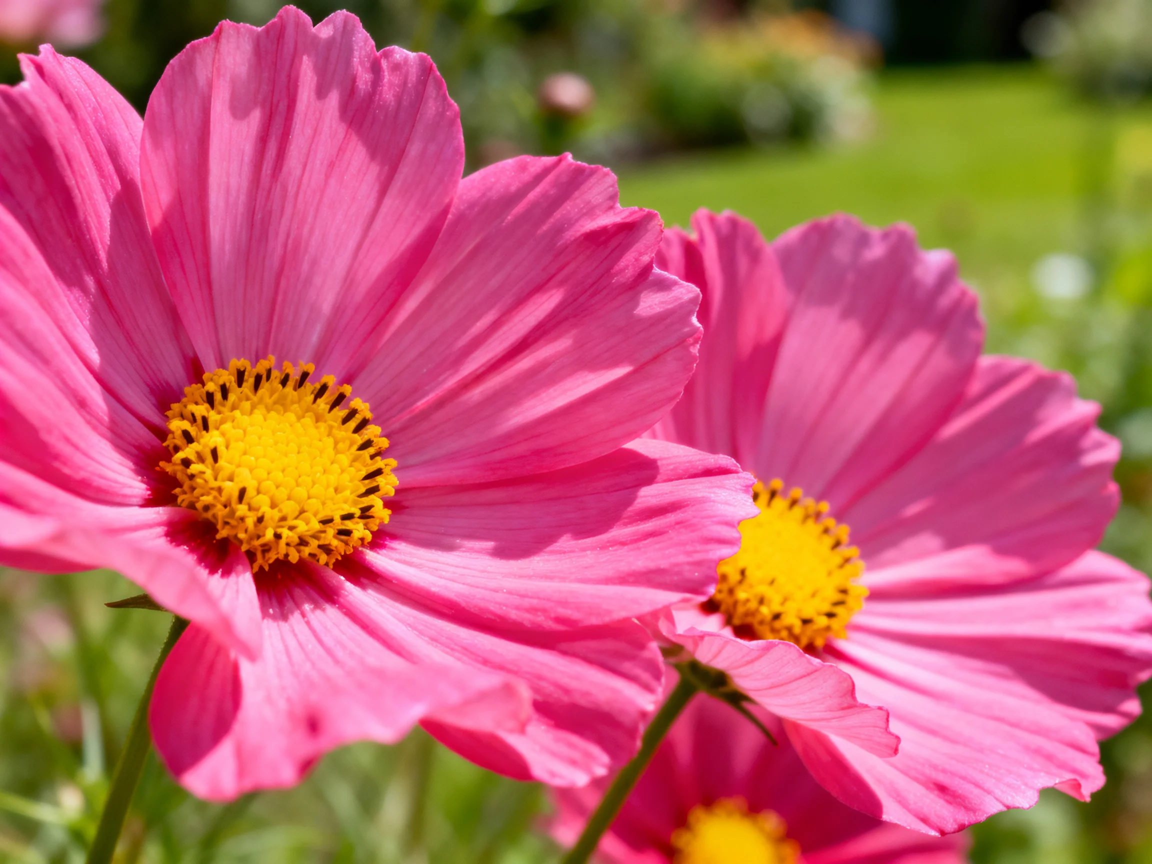Vibrant pink cosmos blooms with bright yellow centers in a sunny garden