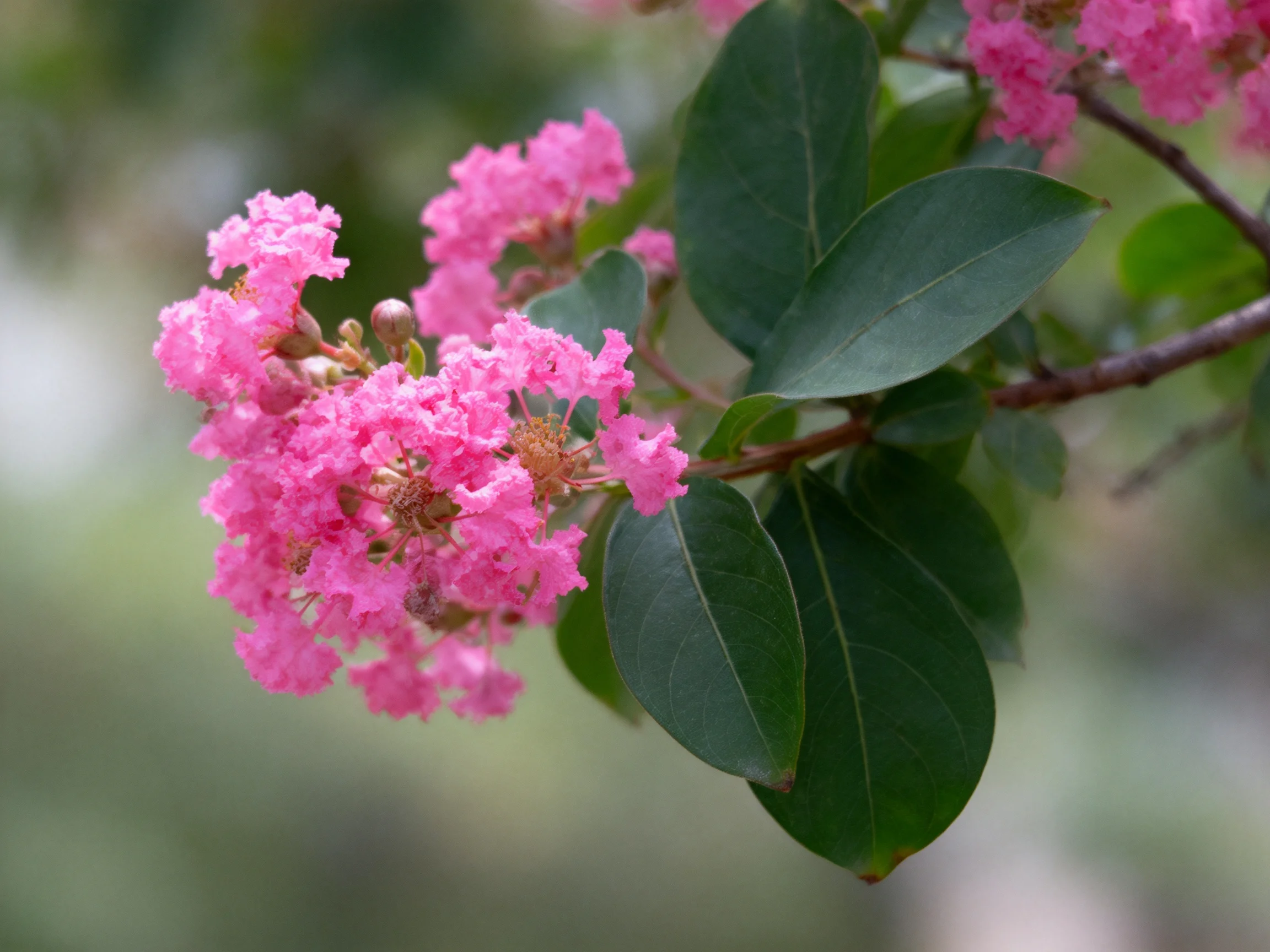 Vibrant pink crepe myrtle blooms with glossy green leaves