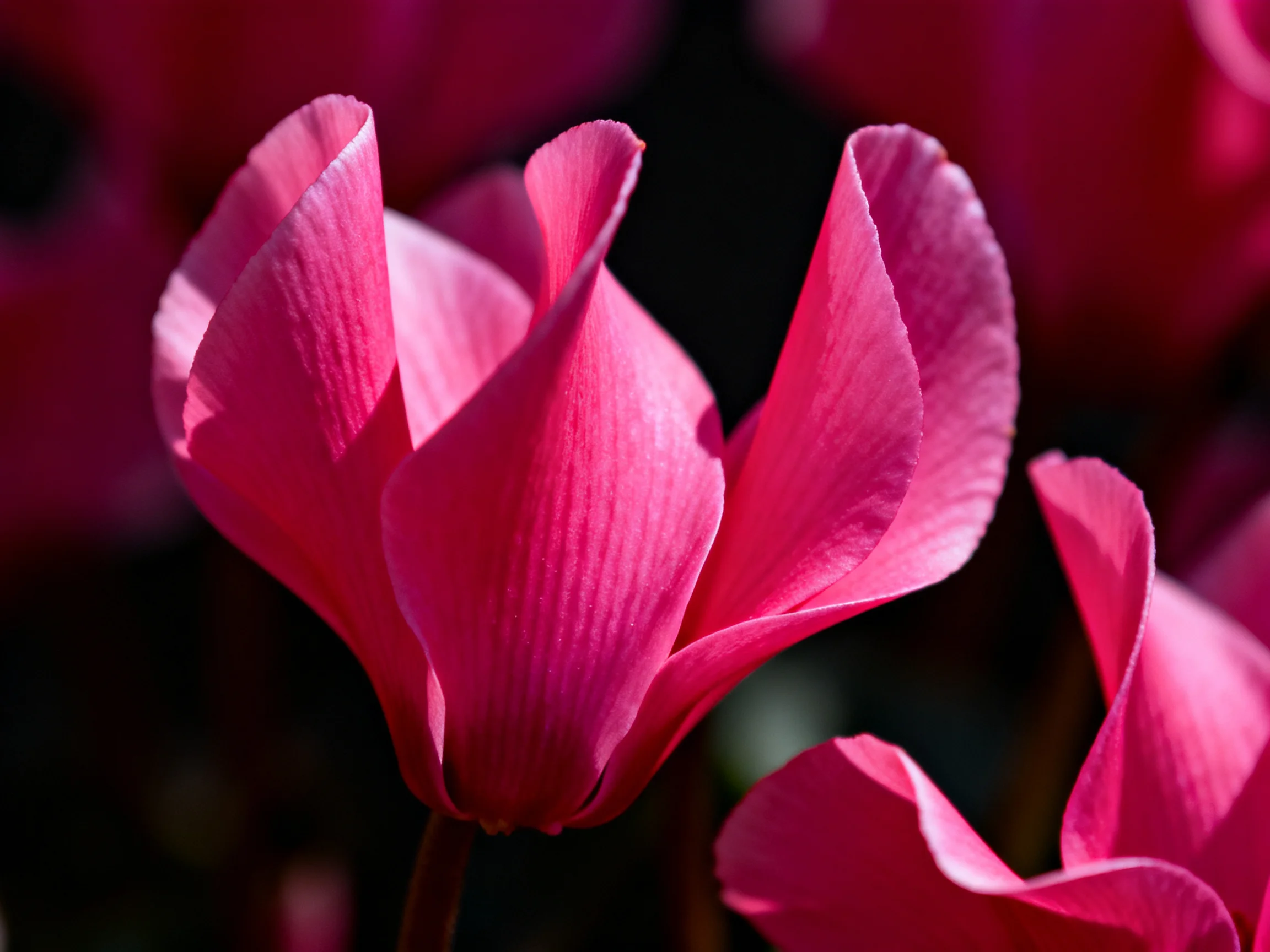 Vibrant pink cyclamen blooms with soft, curved petals