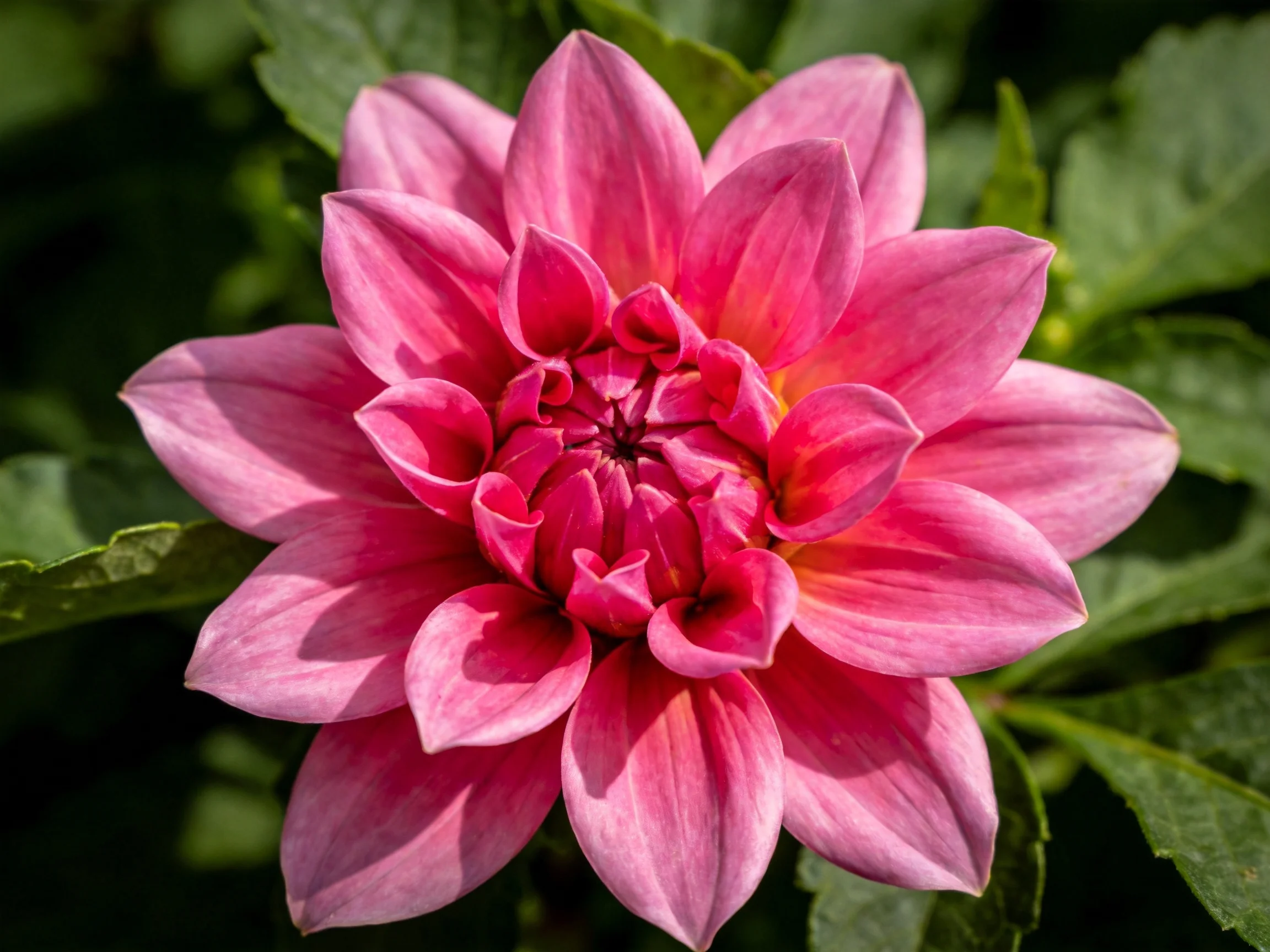Vibrant pink dahlia with layered petals and green foliage