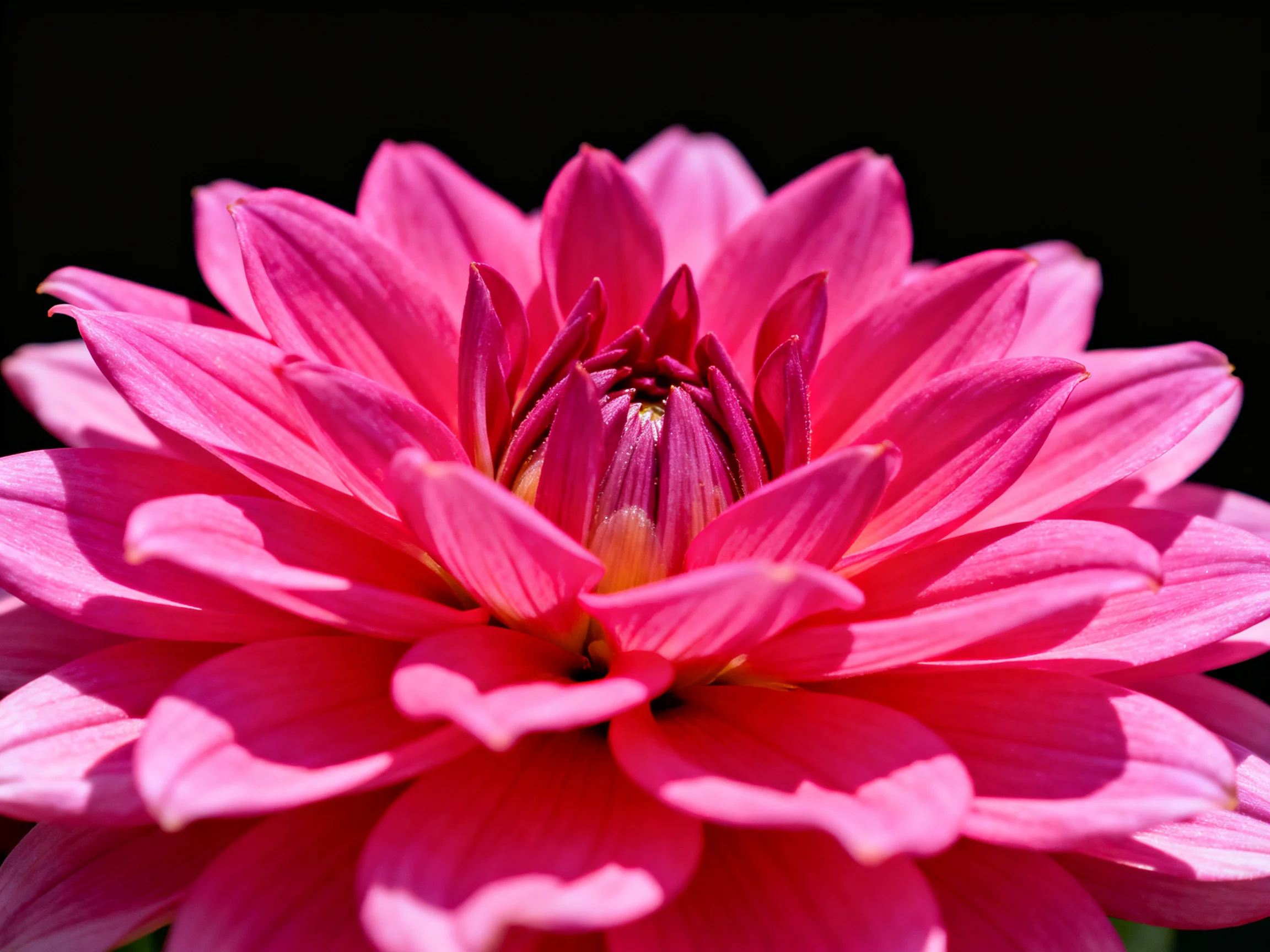 Vibrant pink dahlia with layered petals