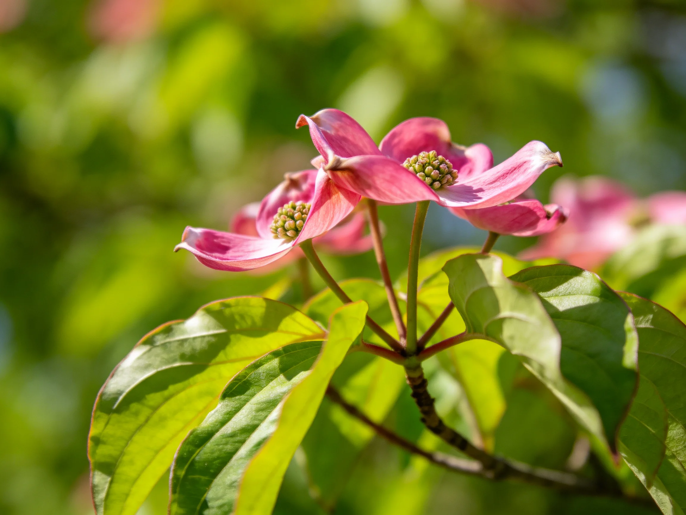 Vibrant pink dogwood blossoms with lush green foliage under sunlight