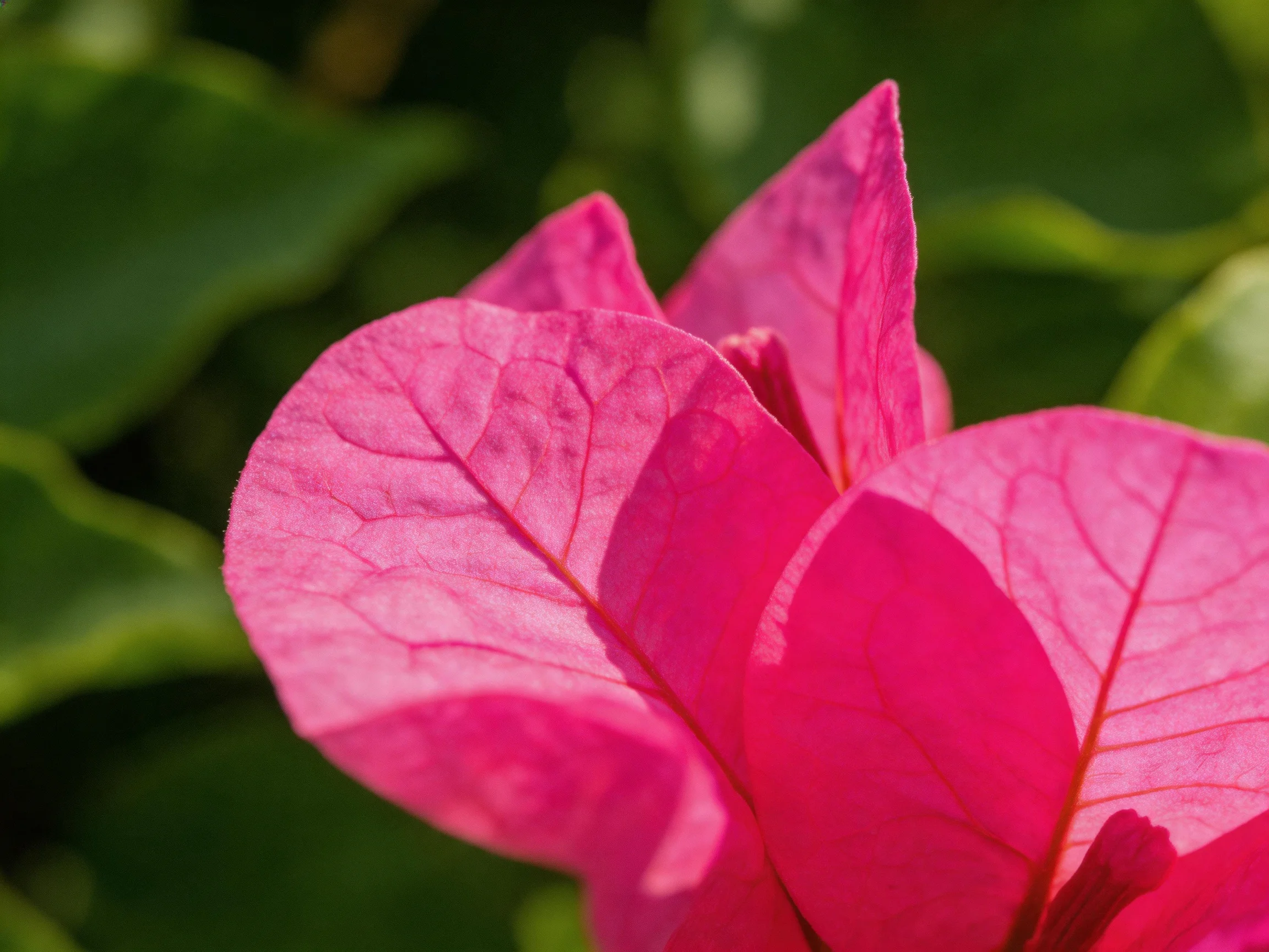 Vibrant pink flower petals with detailed veining and green foliage