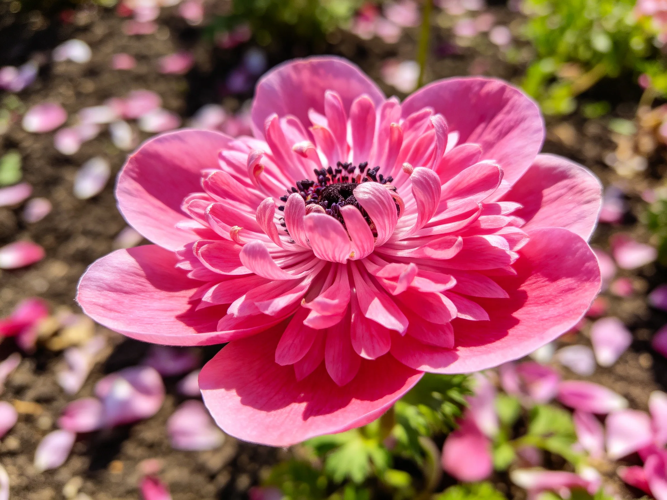 Vibrant pink flower with layered petals in sunlit garden