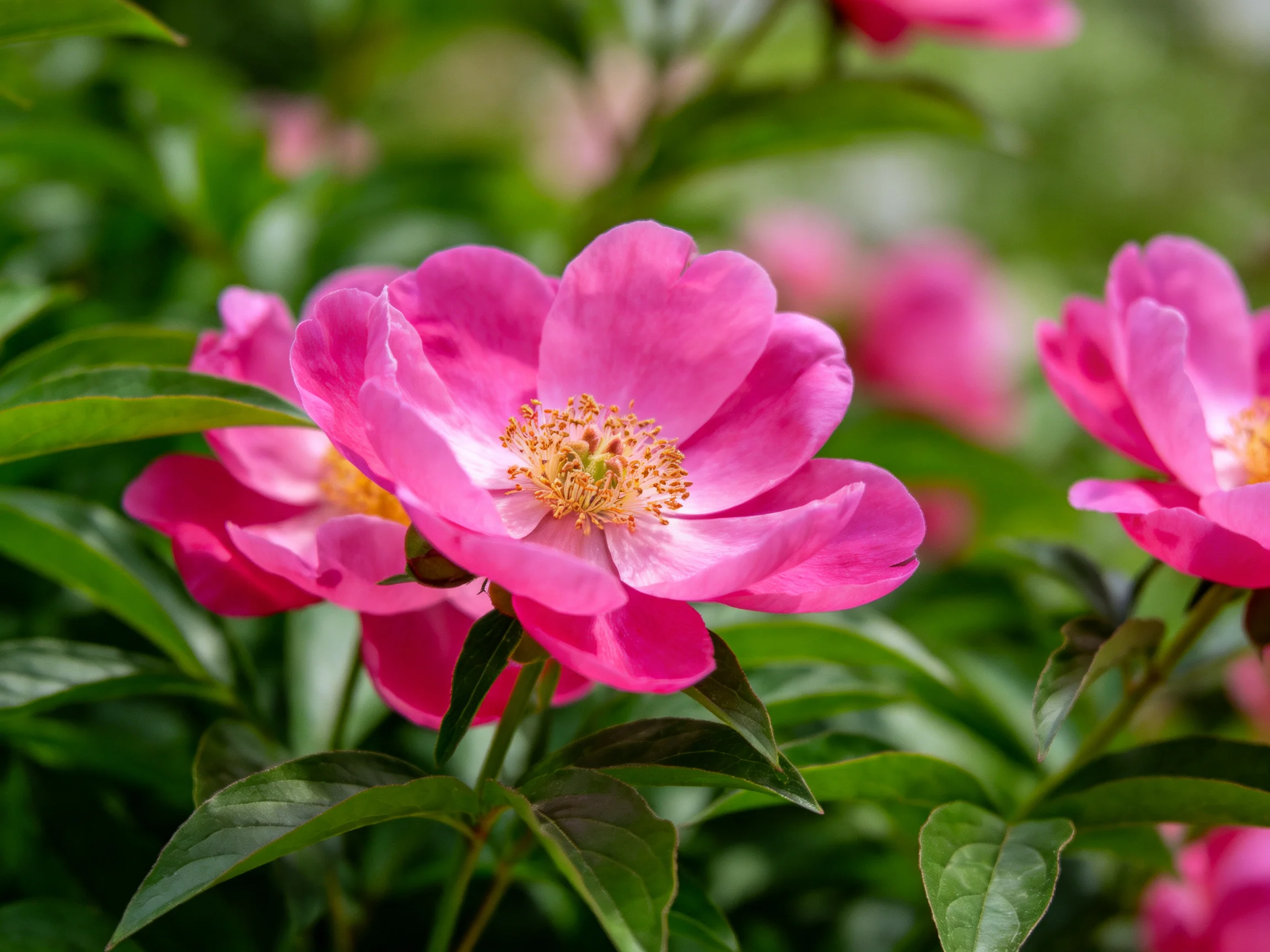 Vibrant pink flowers thrive among lush green foliage