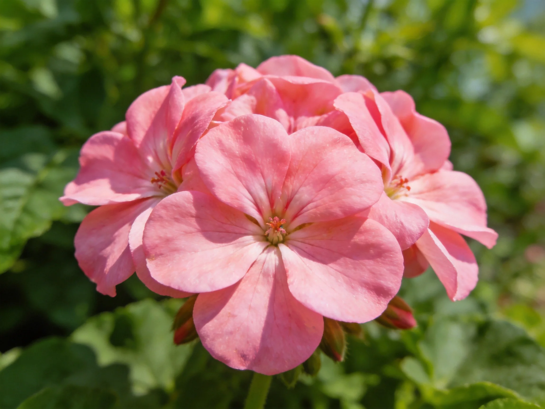 Vibrant pink geranium blooms clustered amid lush green foliage