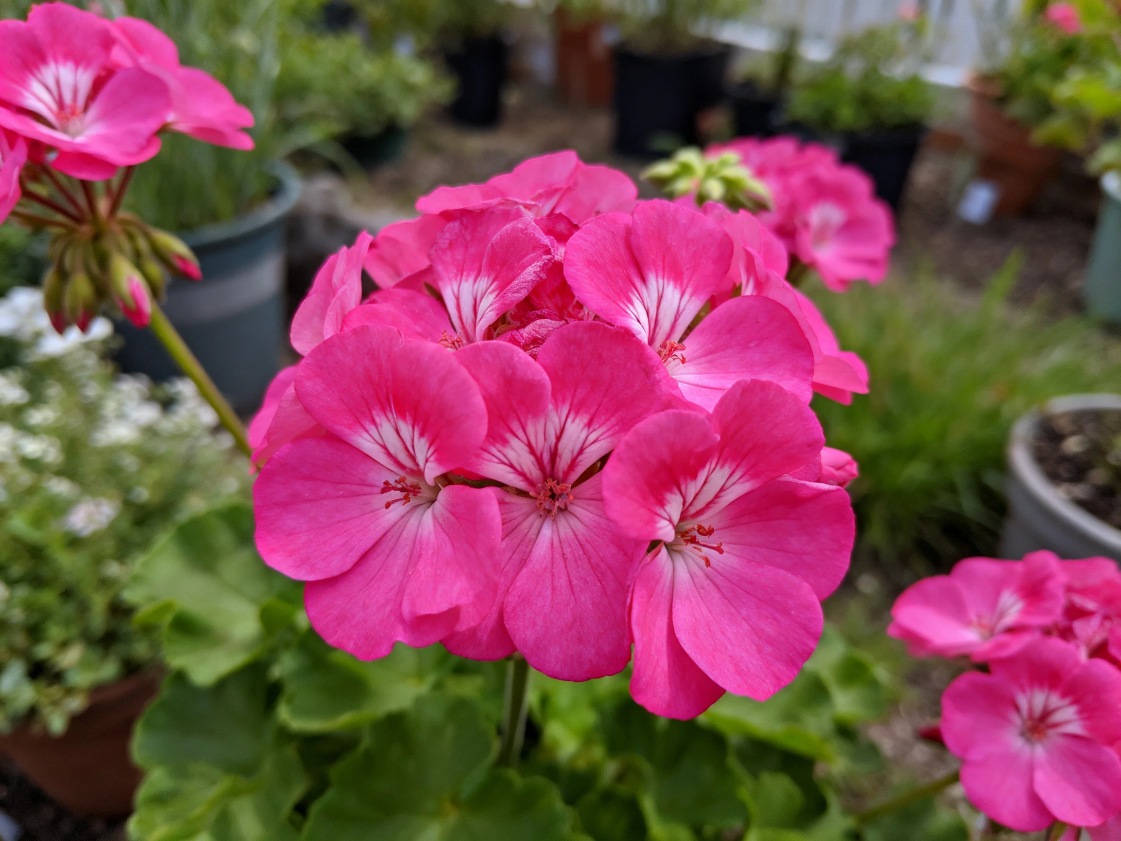 Vibrant pink geranium blooms clustered among potted plants
