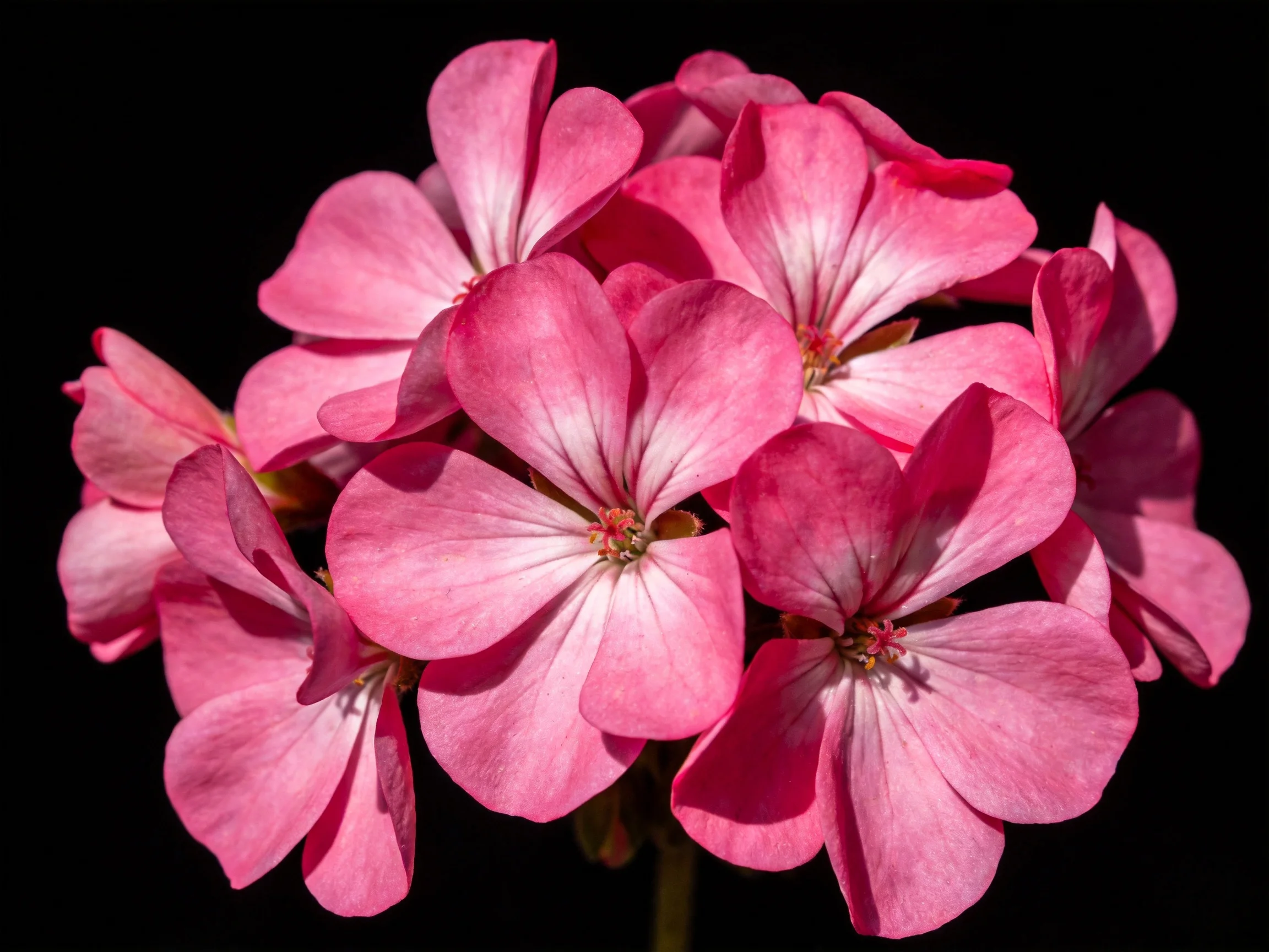 Vibrant pink geranium blooms clustered densely against a stark black background