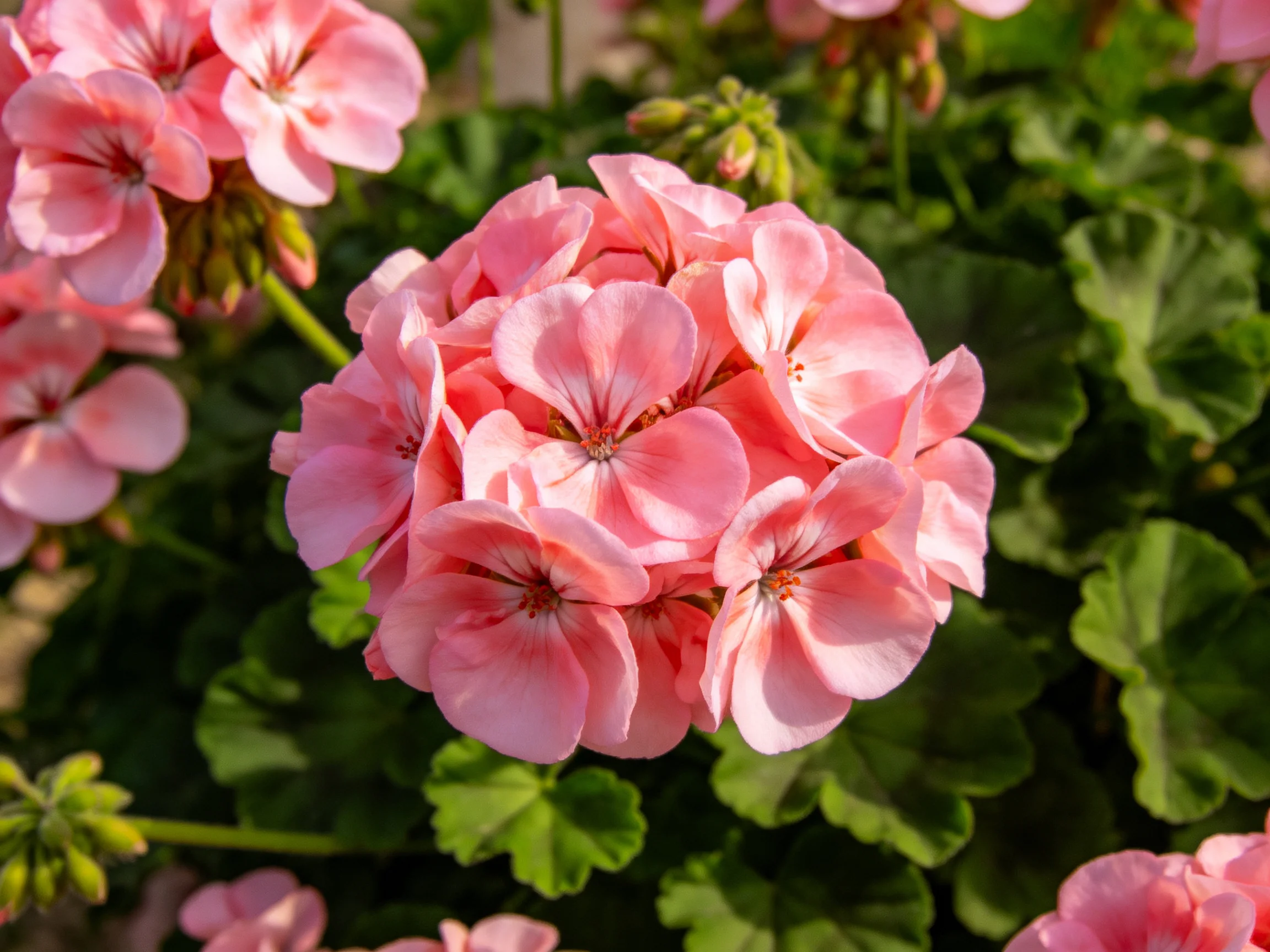 Vibrant pink geranium blooms with lush green foliage
