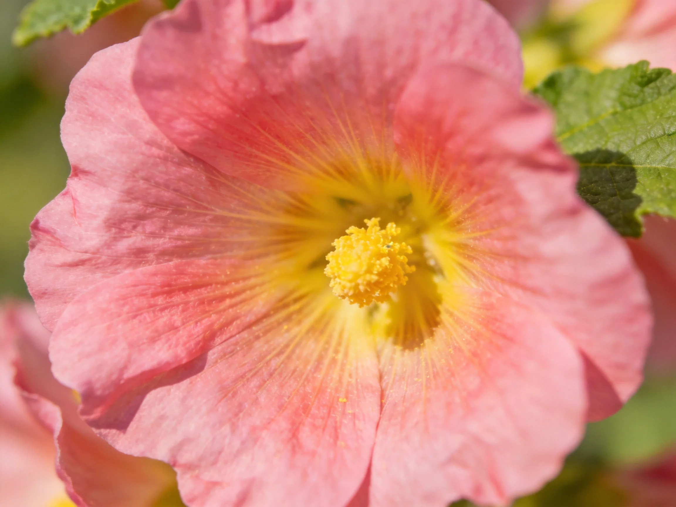 Vibrant pink hollyhock bloom with bright yellow center