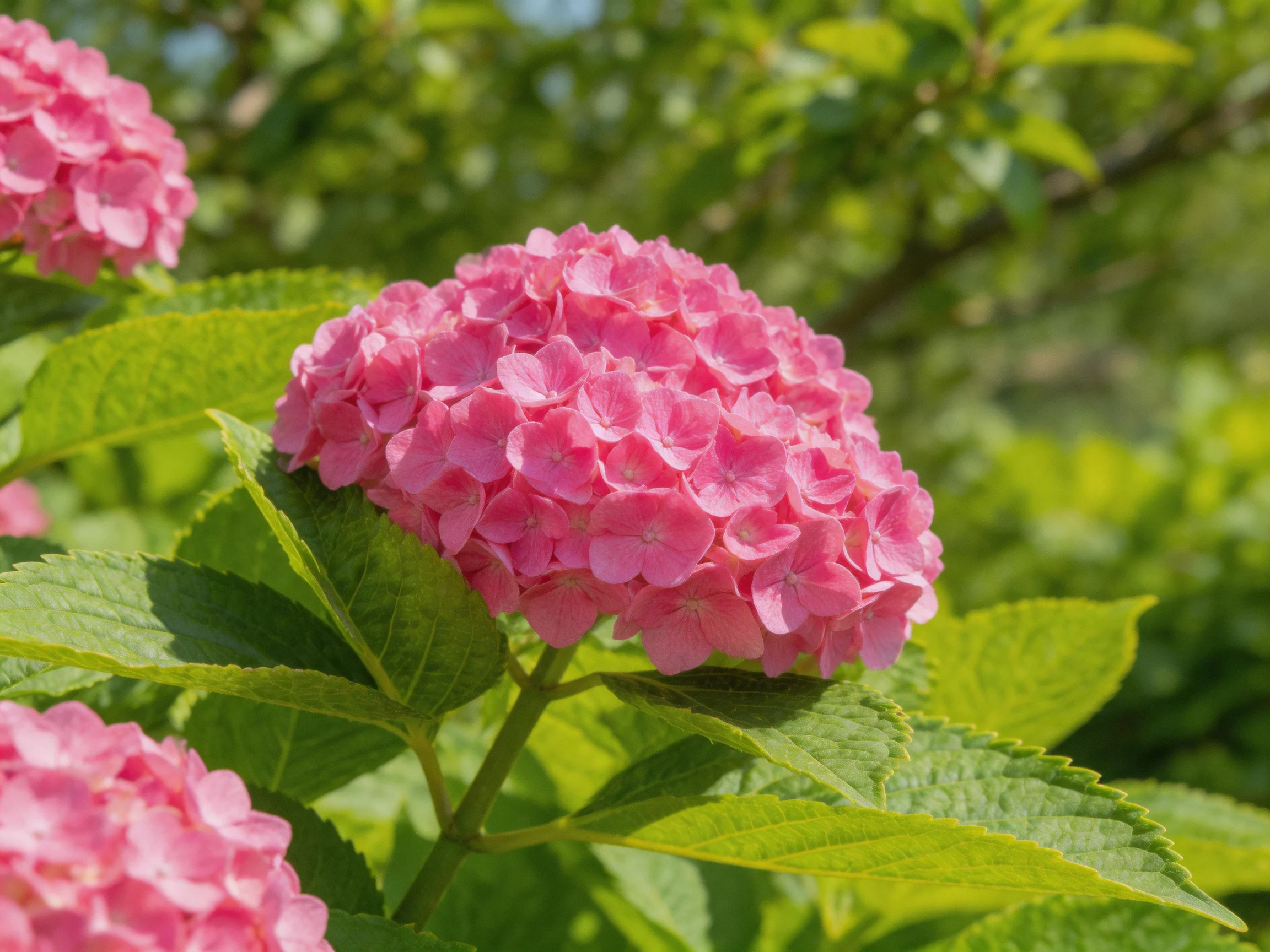 Vibrant pink hydrangea blooms amidst lush green foliage