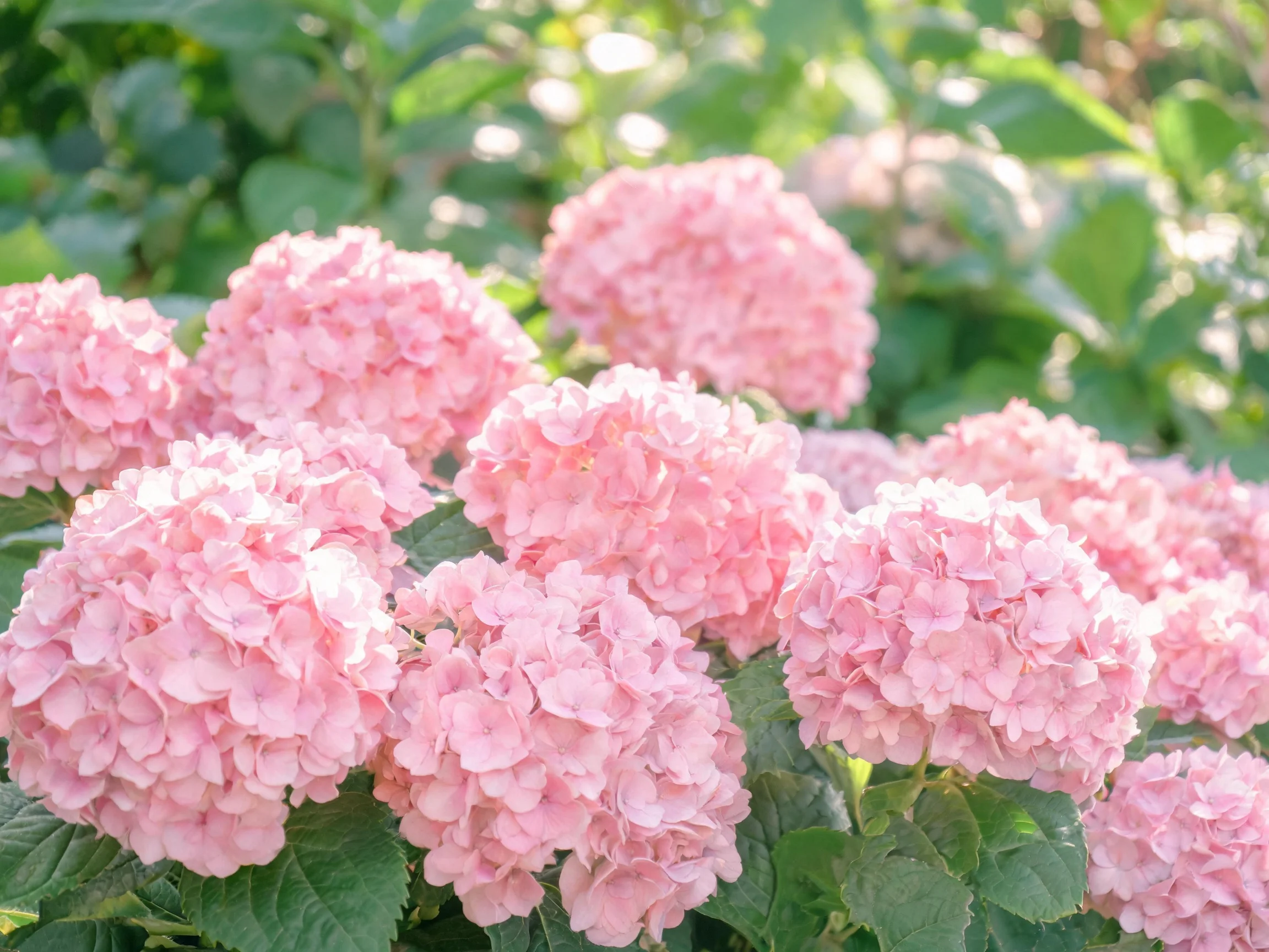 Vibrant pink hydrangea blooms clustered amid lush green foliage