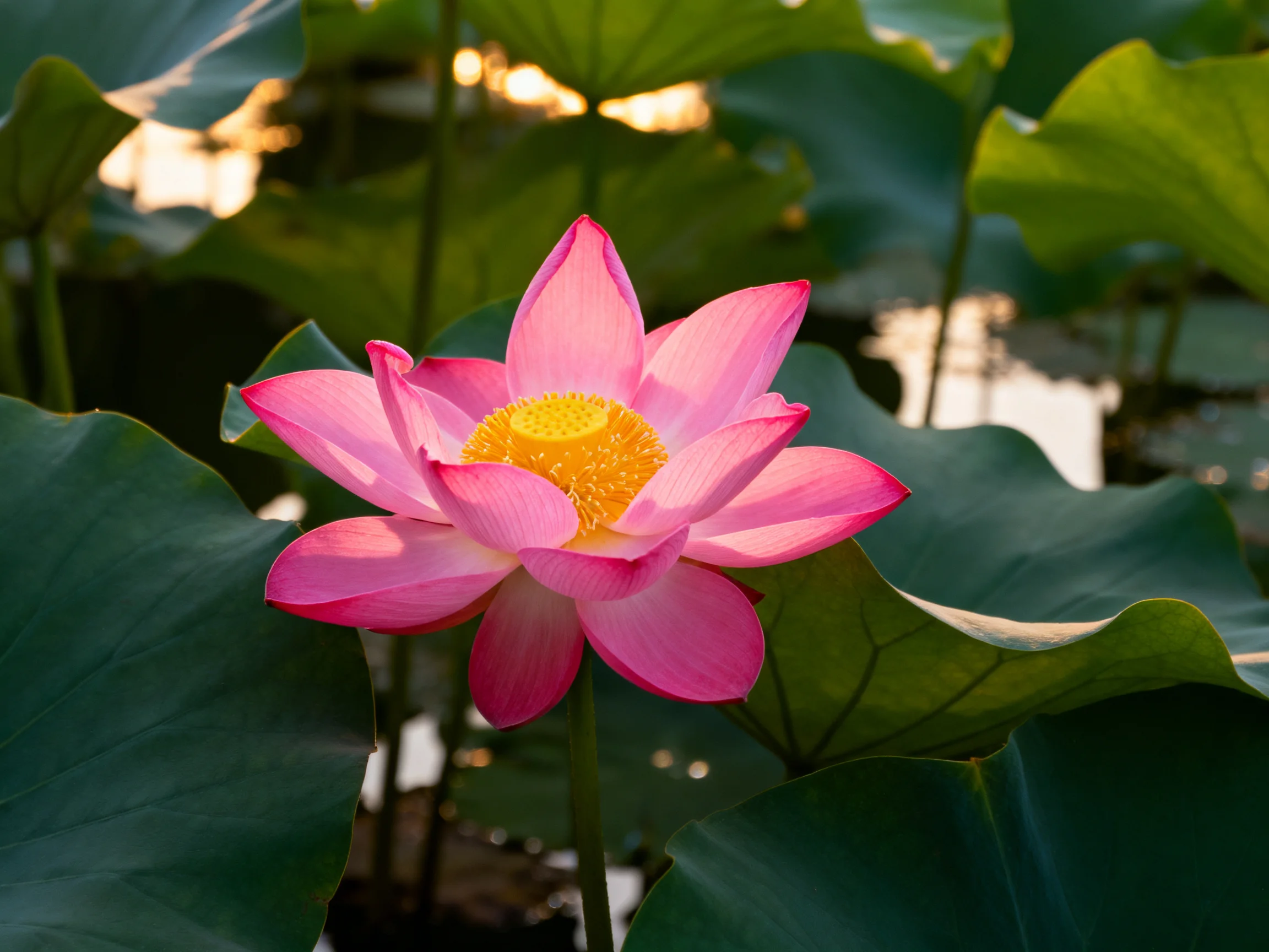 Vibrant pink lotus flower with yellow center amid broad green leaves