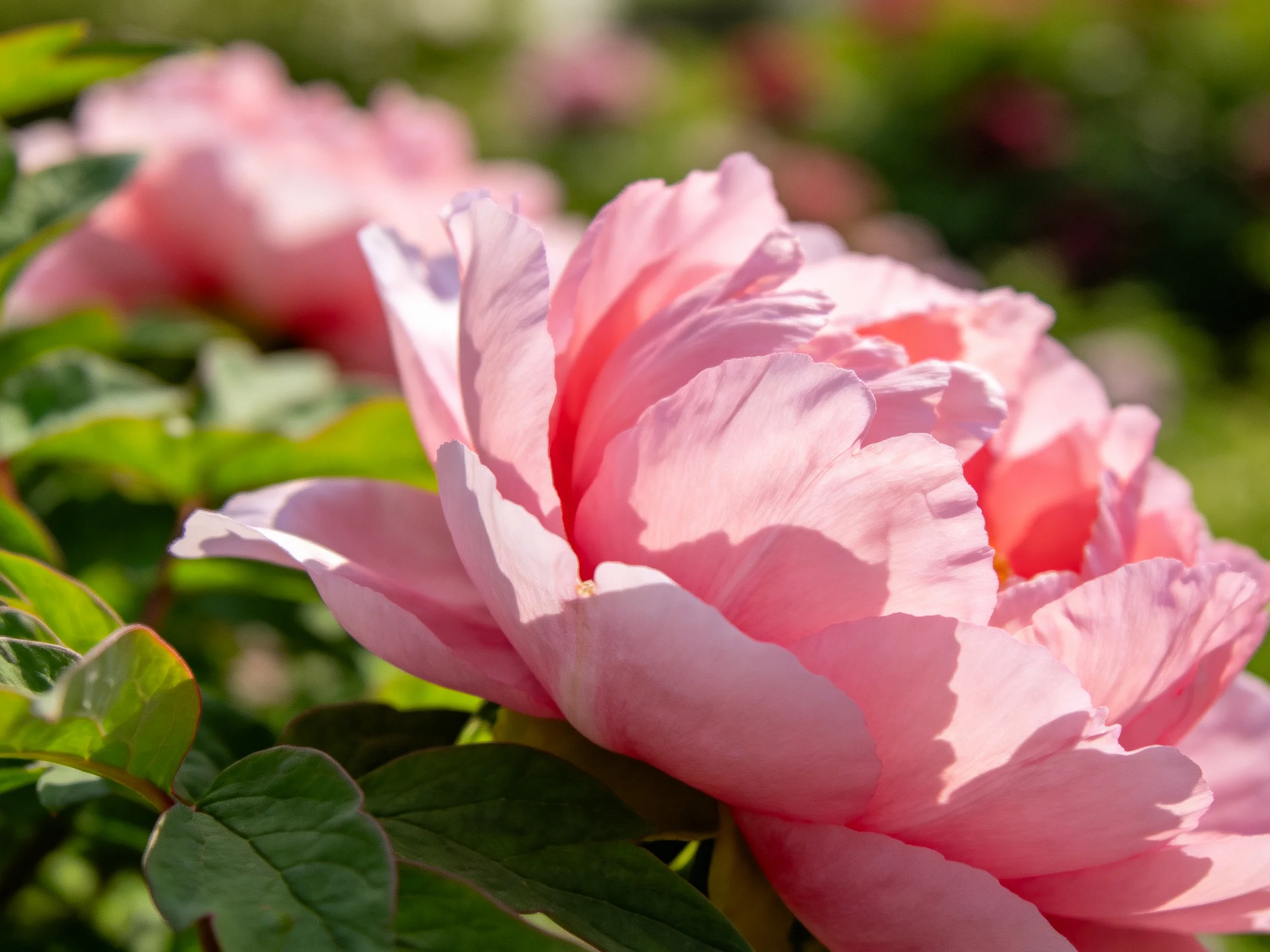 Vibrant pink peonies bloom amid lush green foliage in soft natural light.