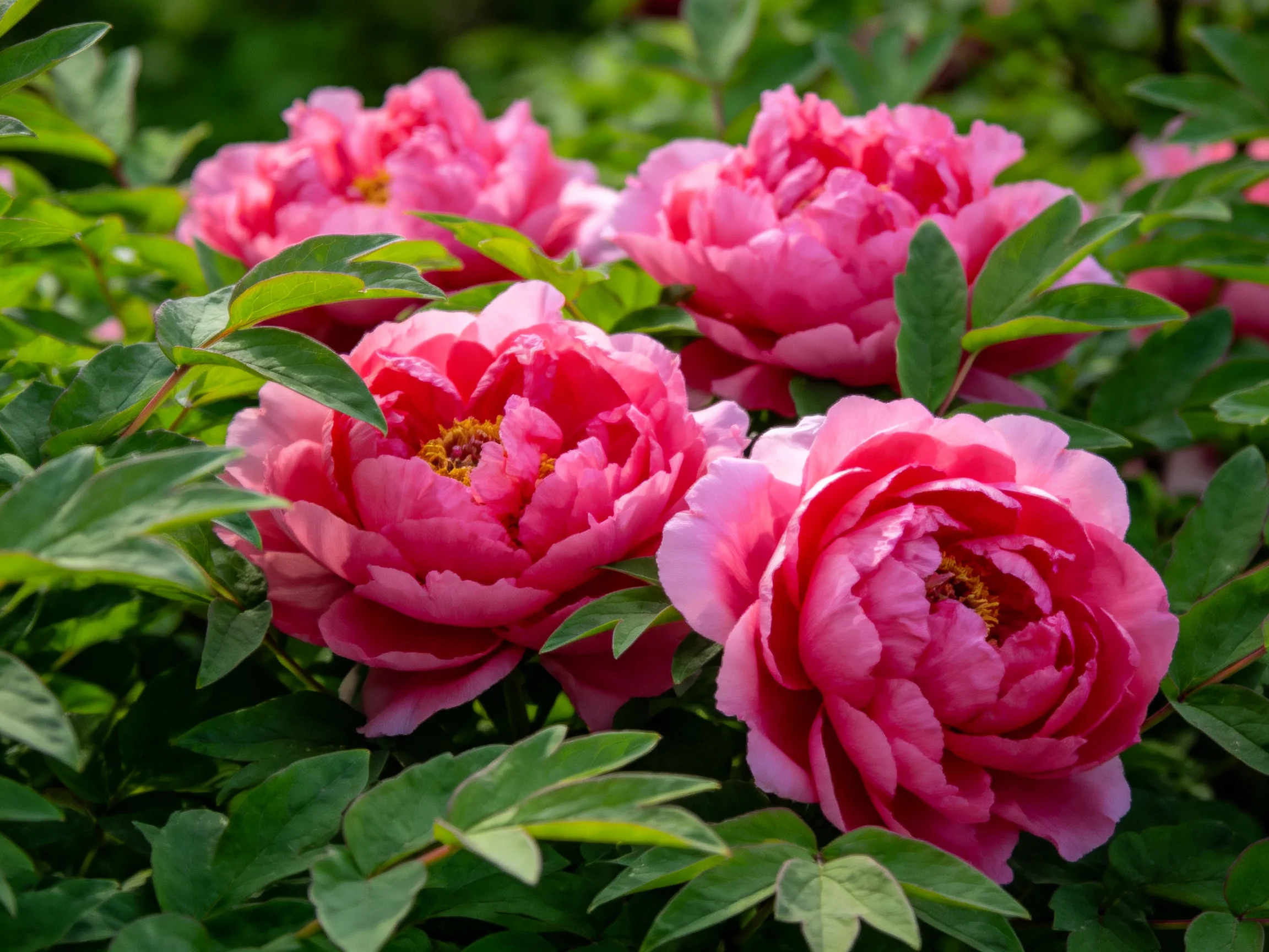 Vibrant pink peonies bloom among lush green foliage