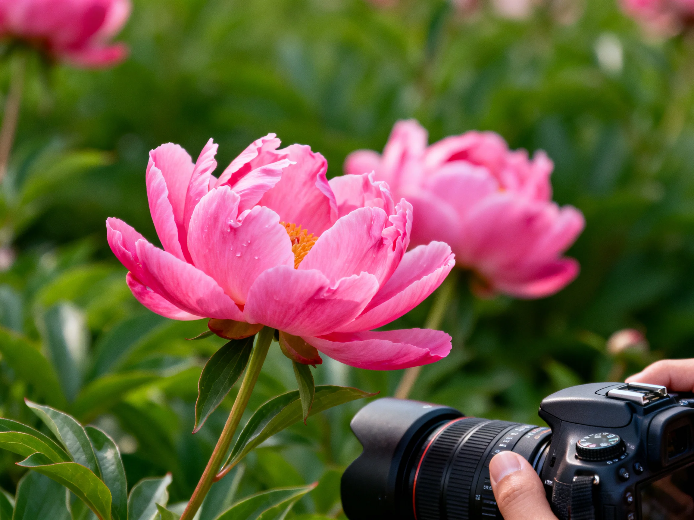 Vibrant pink peonies photographed with a professional camera amid lush greenery