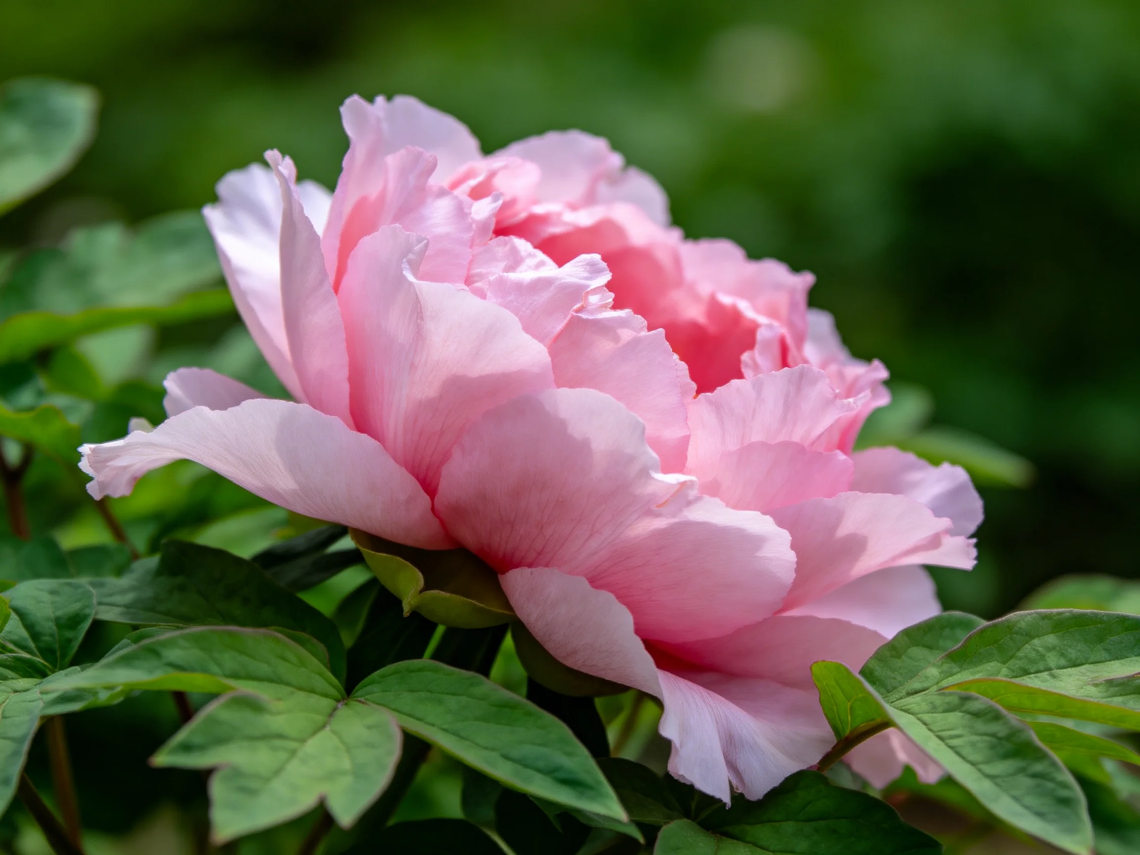 Vibrant pink peony blooms amid lush green foliage