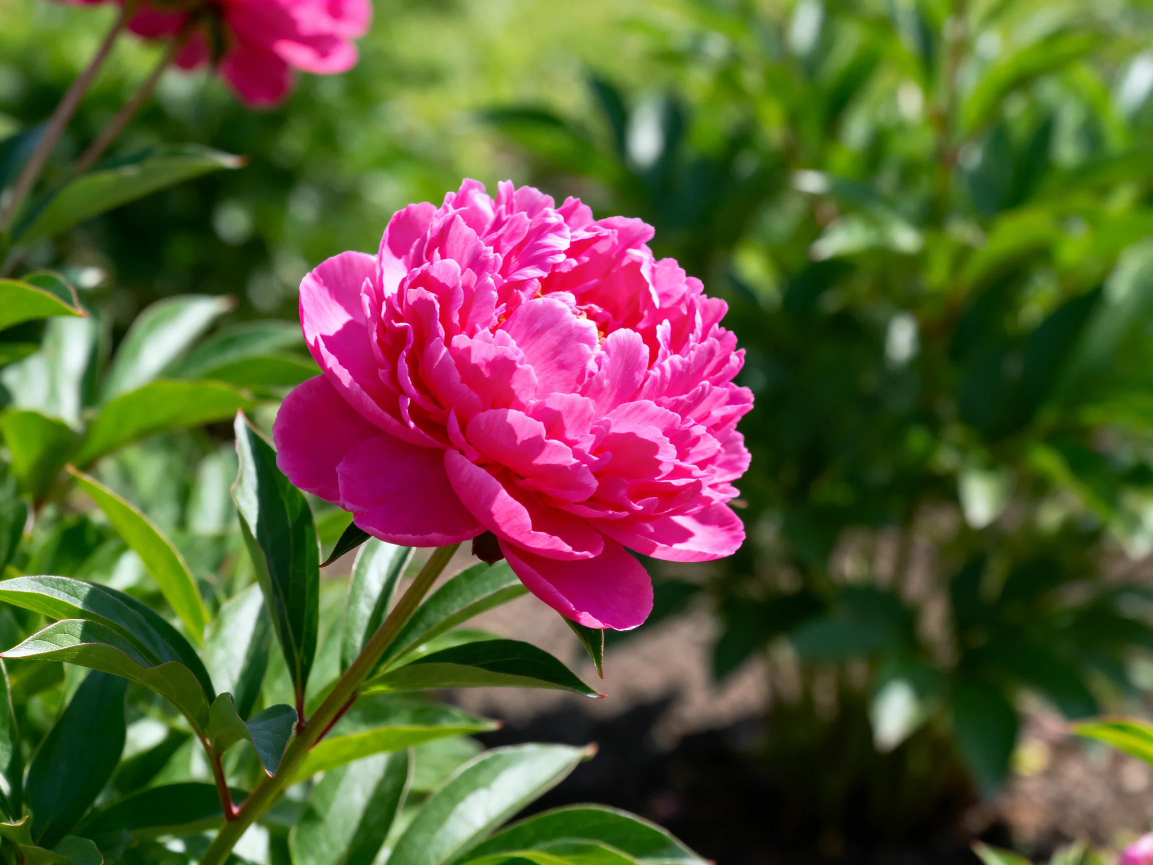Vibrant pink peony blooms amid lush green foliage