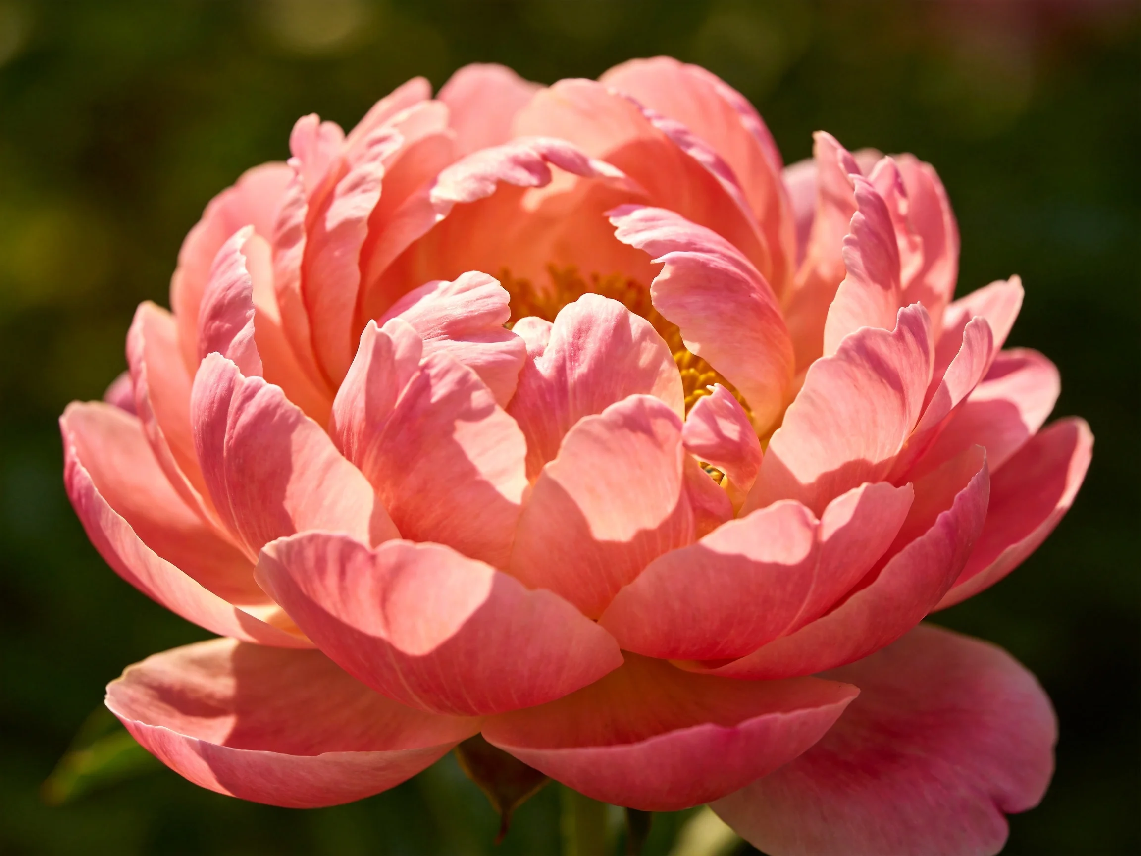 Vibrant pink peony with layered petals in natural sunlight