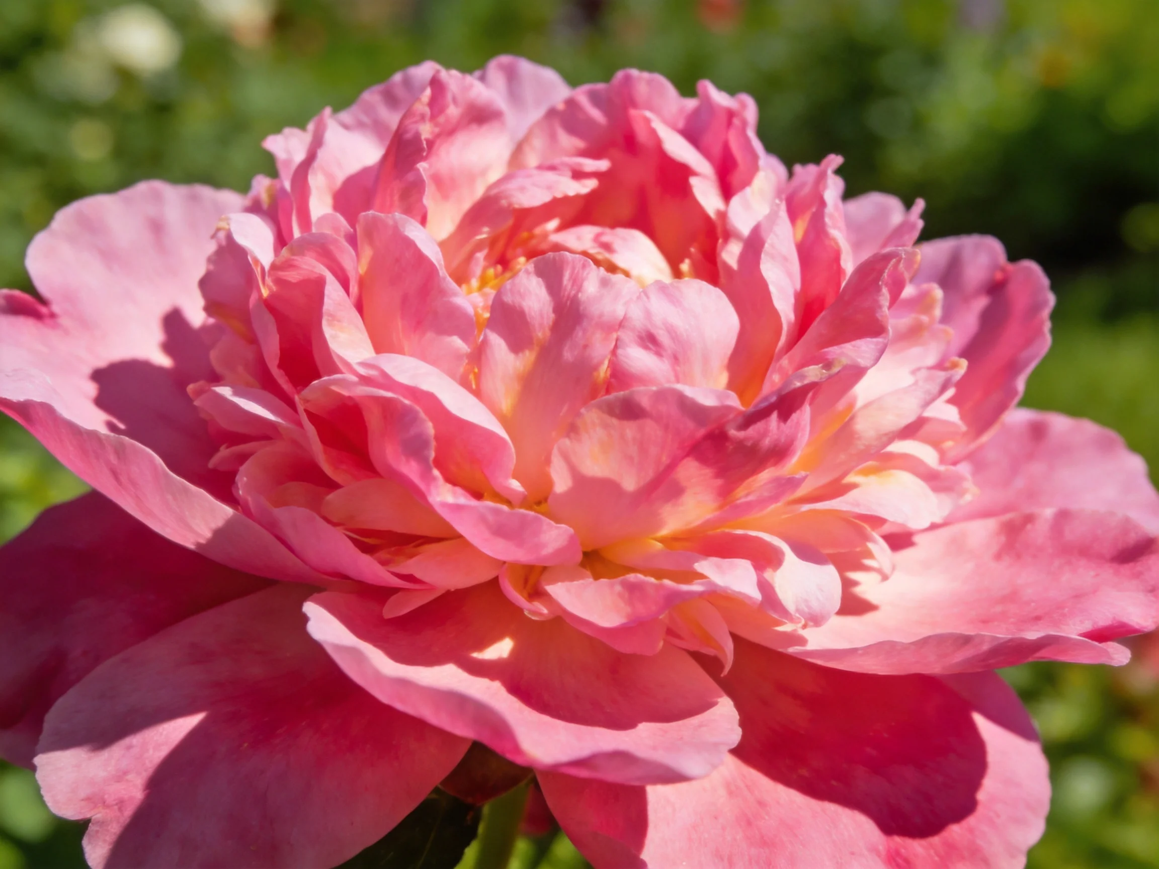 Vibrant pink peony with layered, ruffled petals
