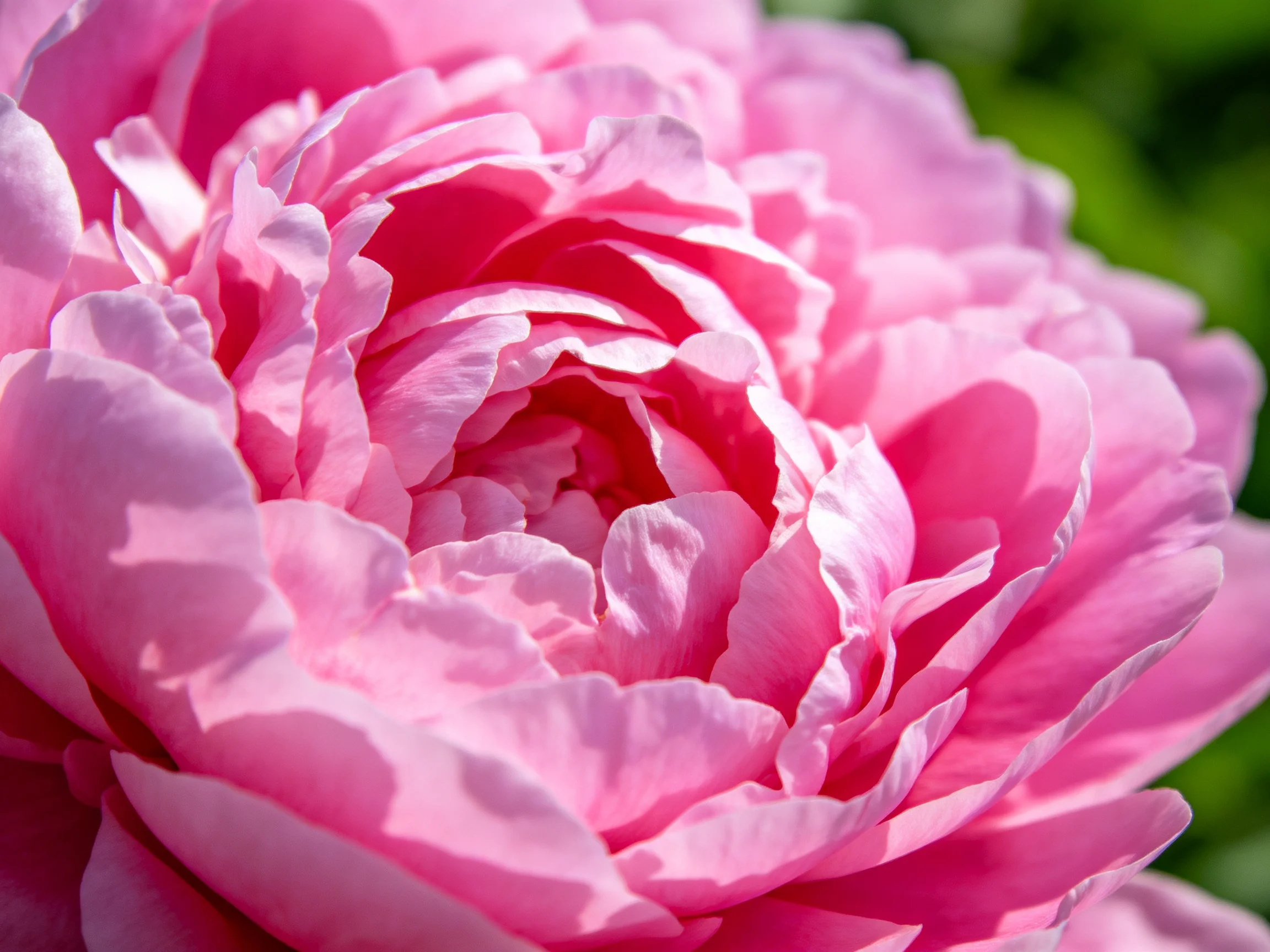 Vibrant pink peony with layered, ruffled petals