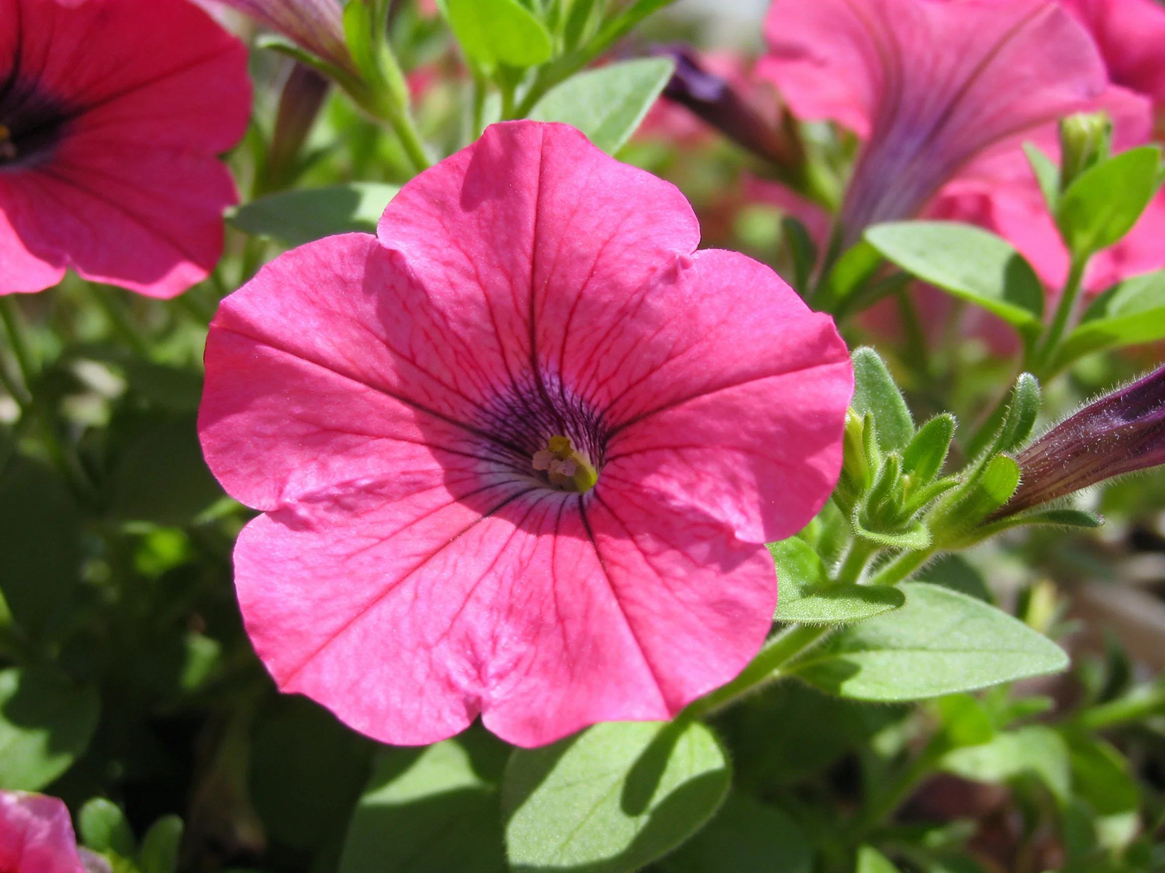 Vibrant pink petunias bloom amid lush green foliage