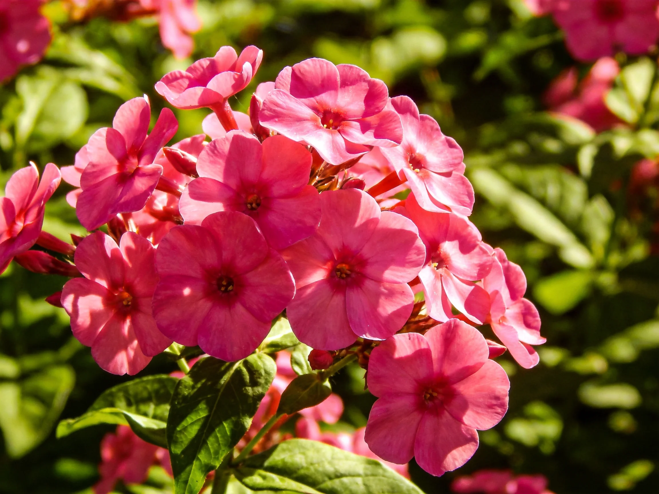 Vibrant pink phlox blooms clustered amid lush green foliage