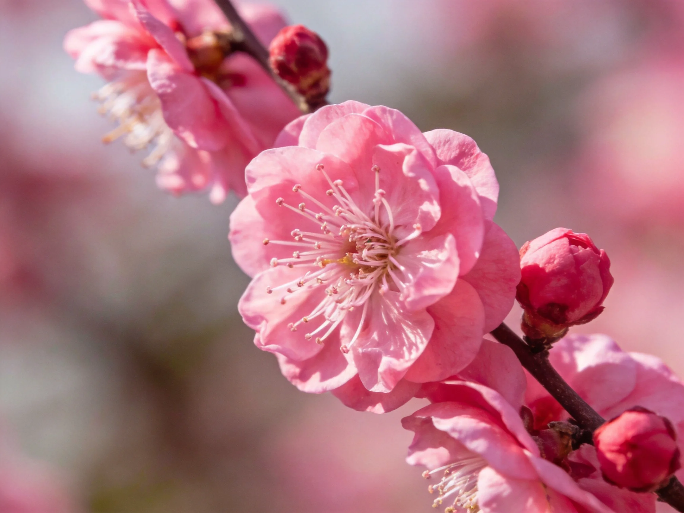 Vibrant pink plum blossoms bloom on dark branches with buds