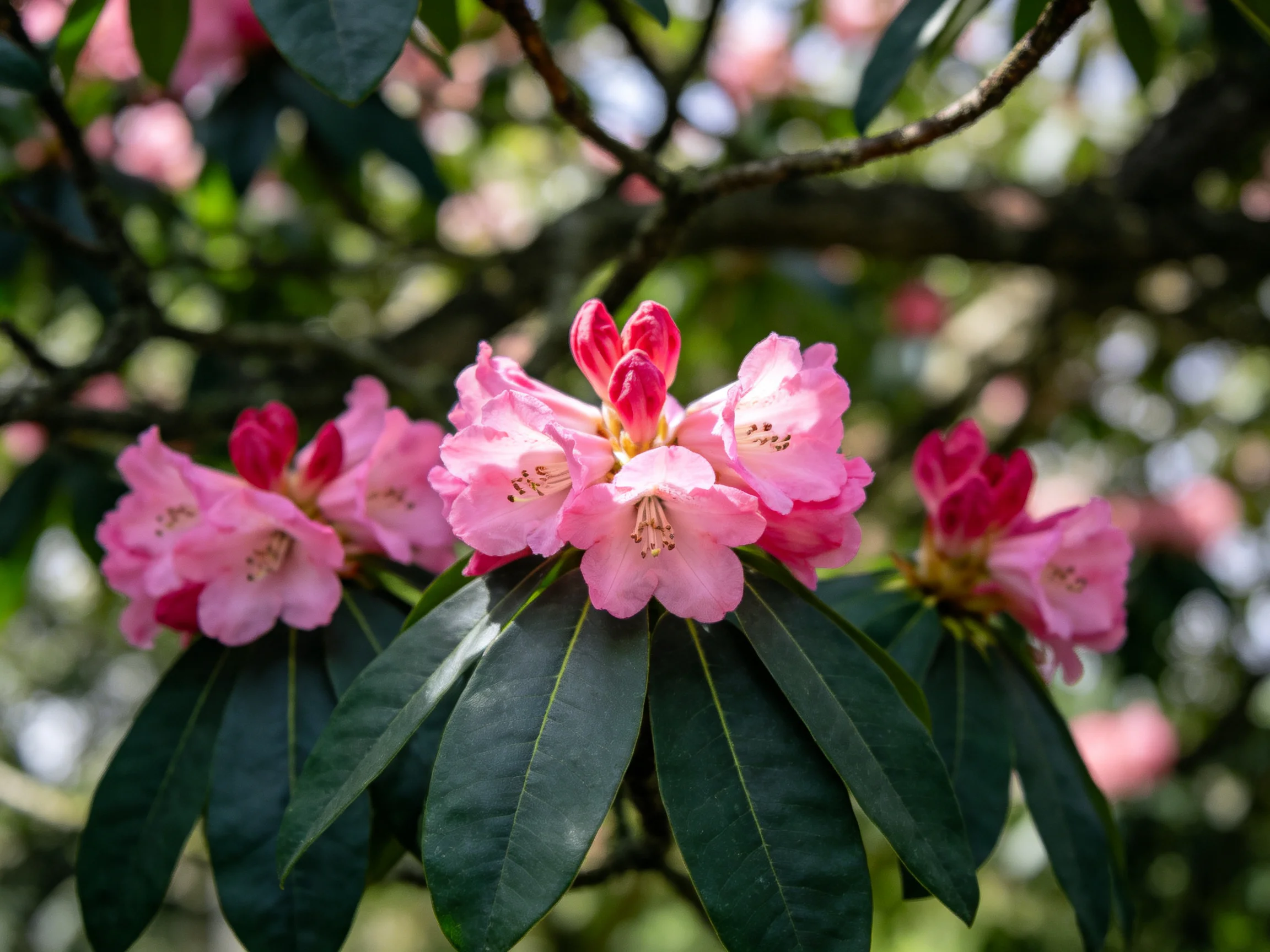 Vibrant pink rhododendron blooms with glossy dark green leaves