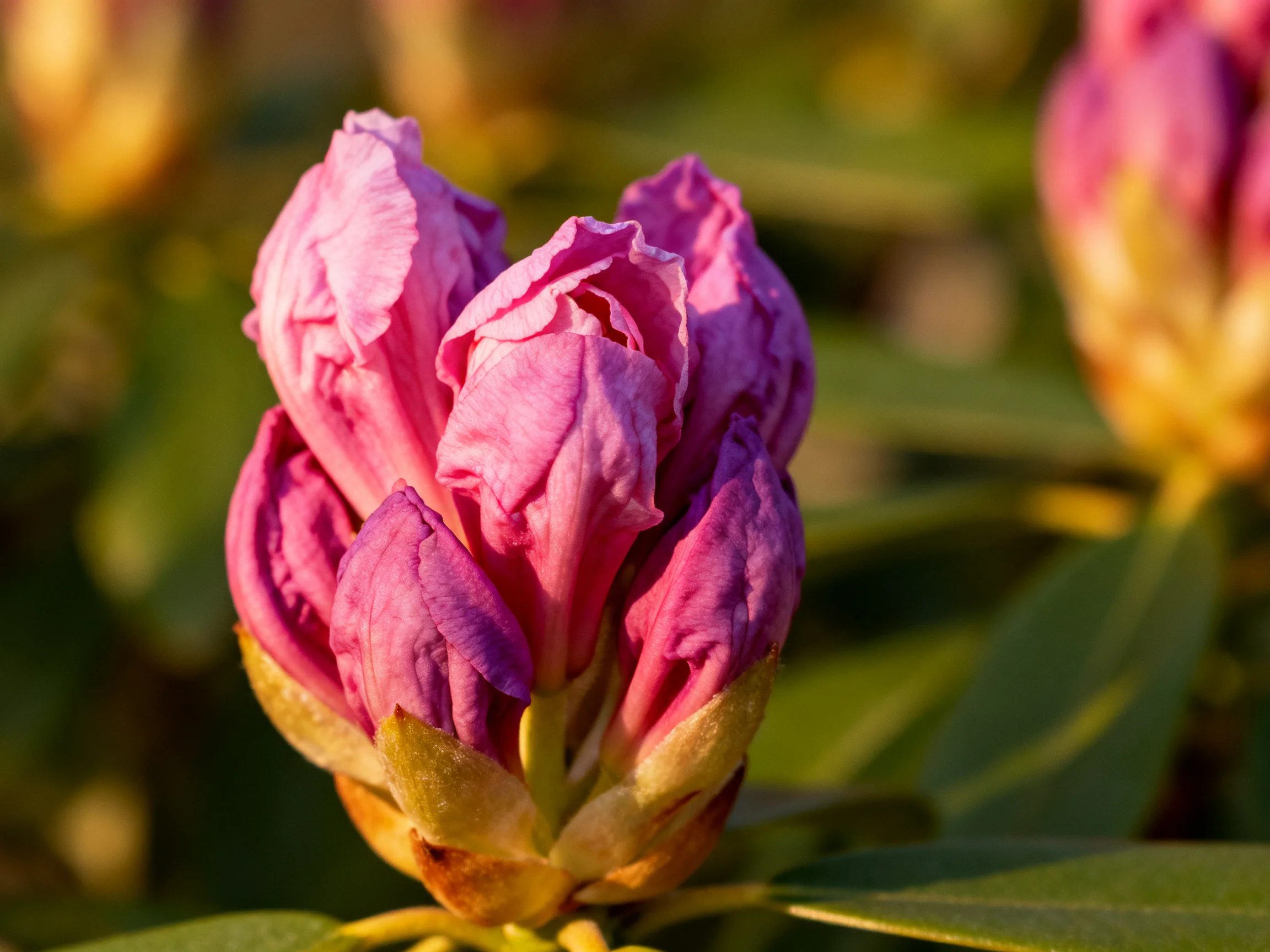 Vibrant pink rhododendron flower buds with green foliage