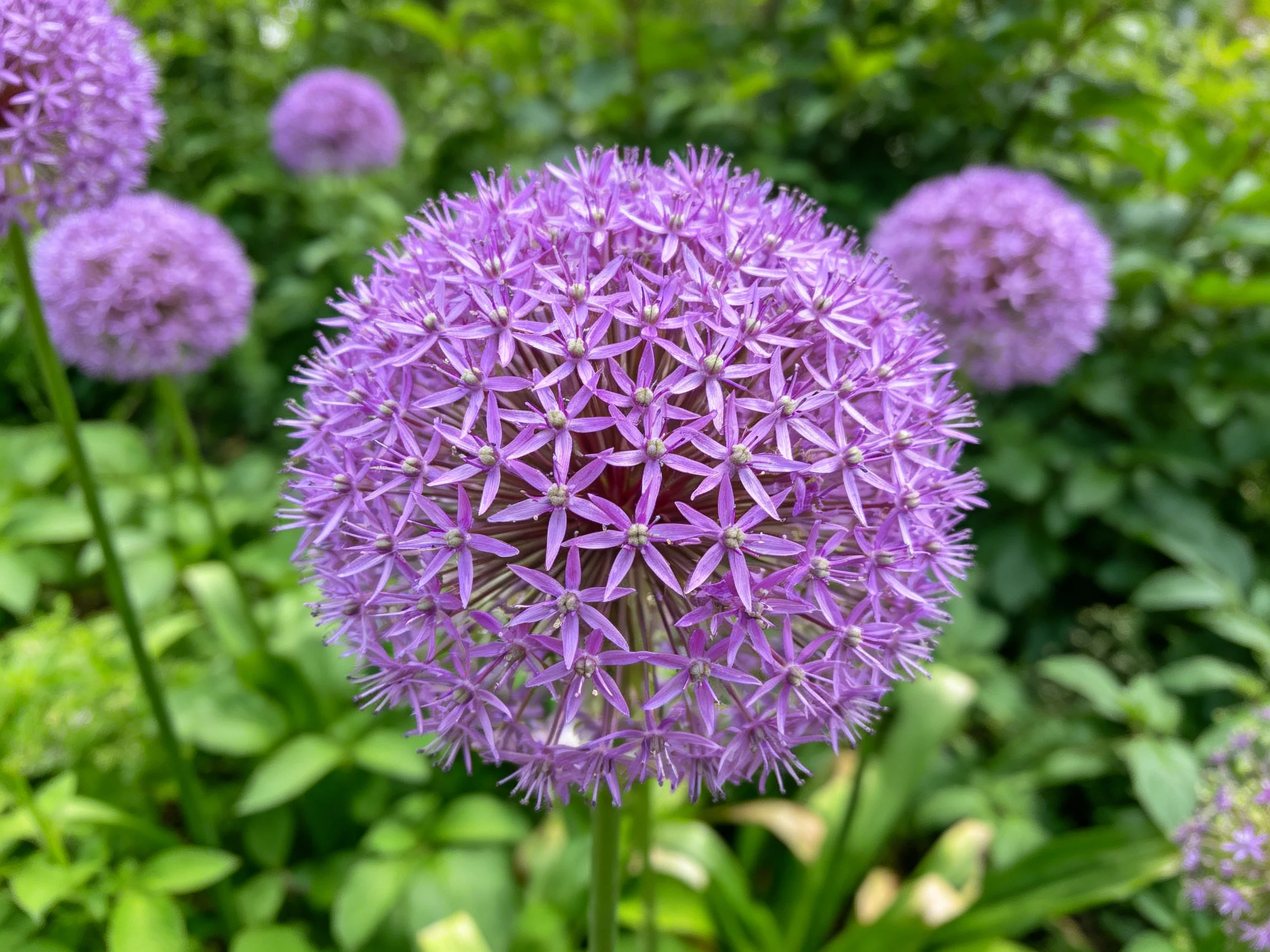 Spherical purple allium flowers are displayed among dense green plants.