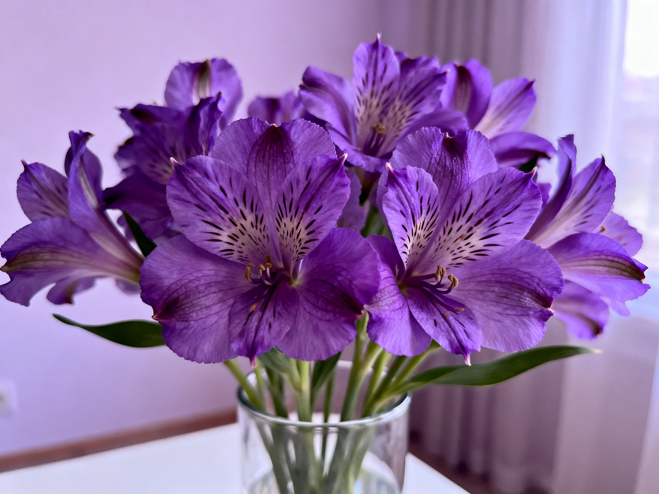 Vibrant purple alstroemeria flowers in a clear glass vase