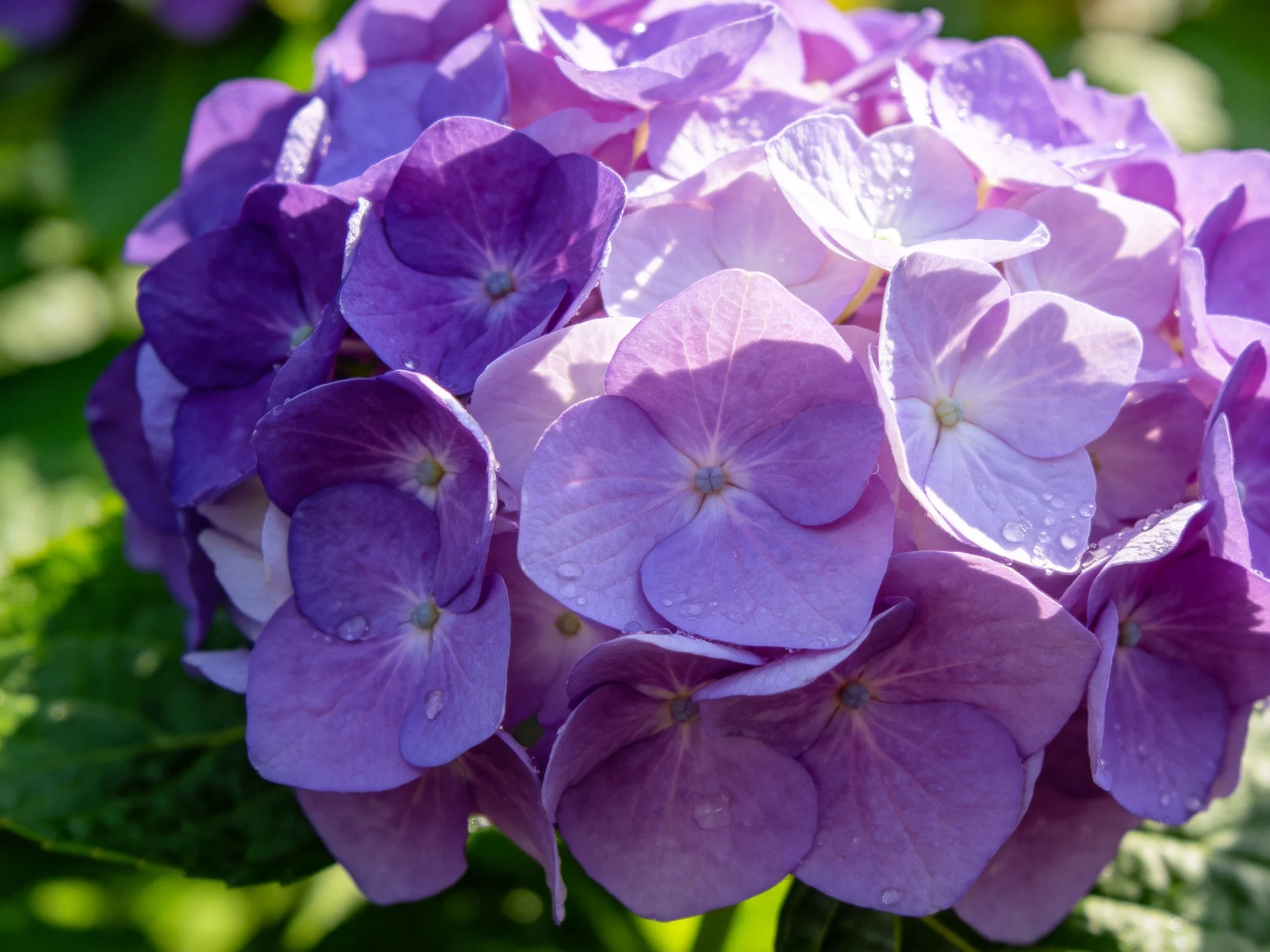 Vibrant purple and lavender hydrangea cluster with dewy petals