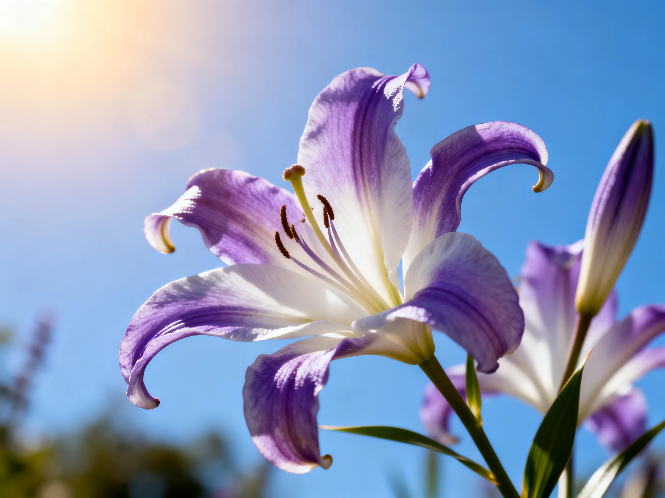Vibrant purple and white lilies bloom under bright blue sky