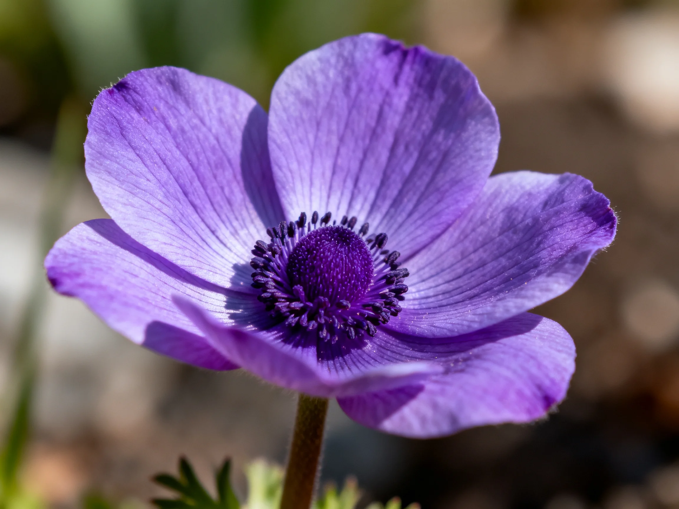 Vibrant purple anemone with a dark central disk