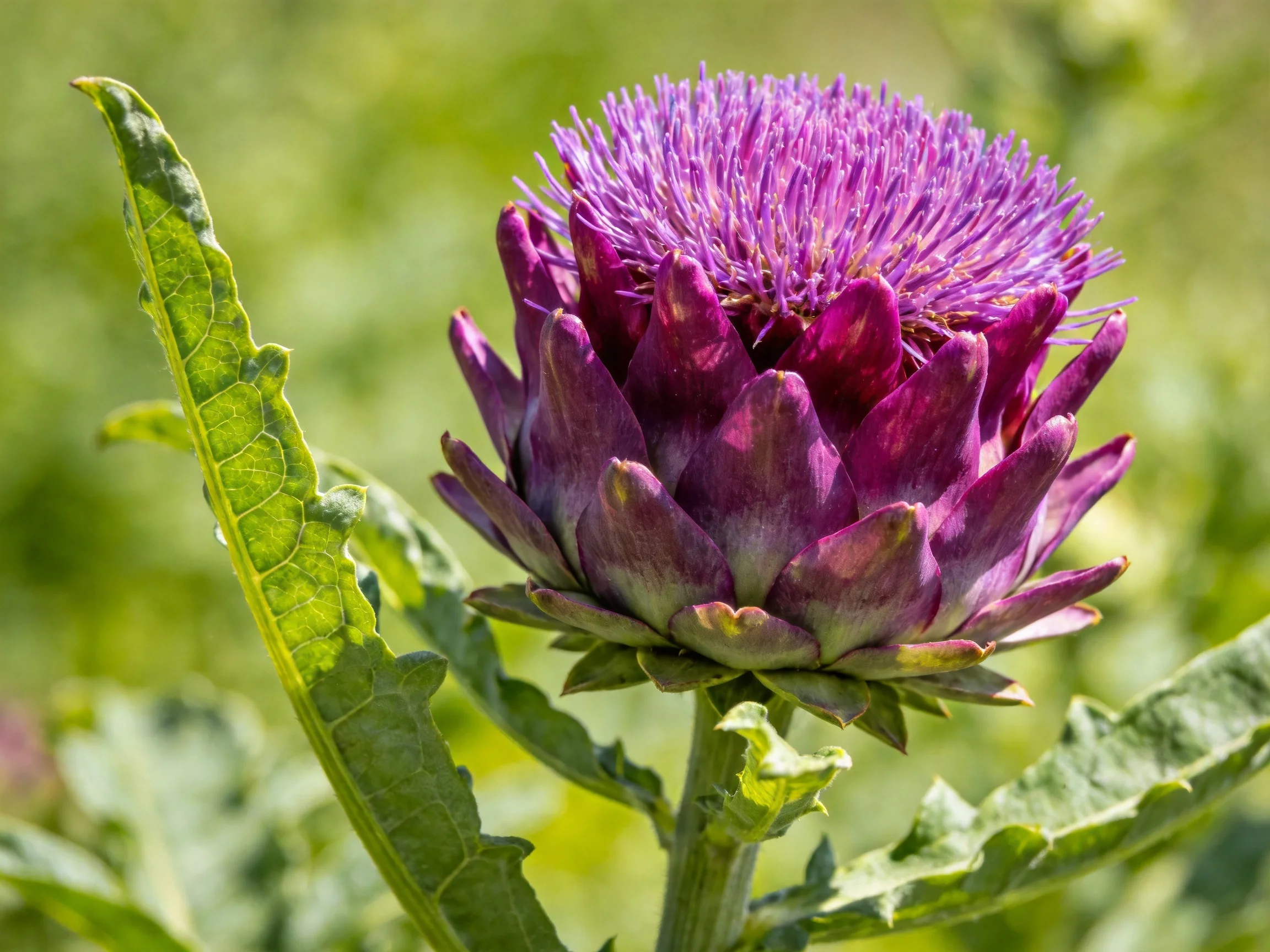 Vibrant purple artichoke flower with spiky petals
