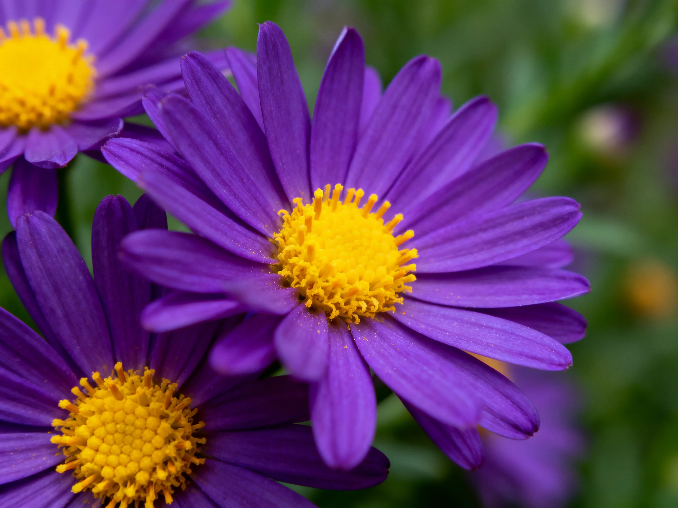 Vibrant purple aster flowers with bright yellow centers