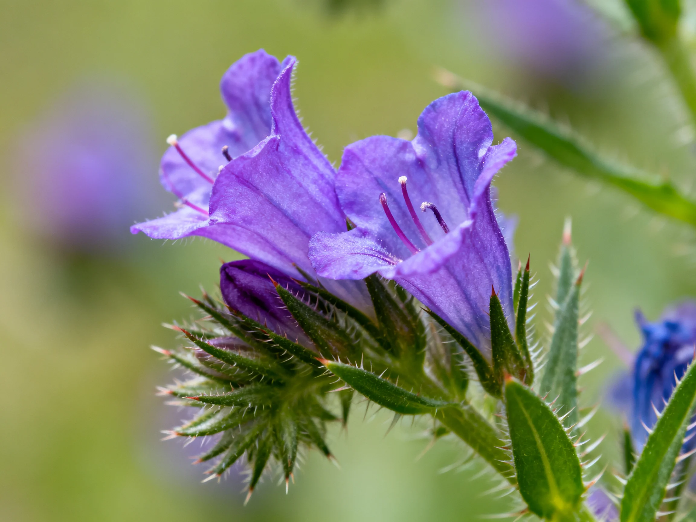 Vibrant purple bell - shaped flowers with spiky green buds