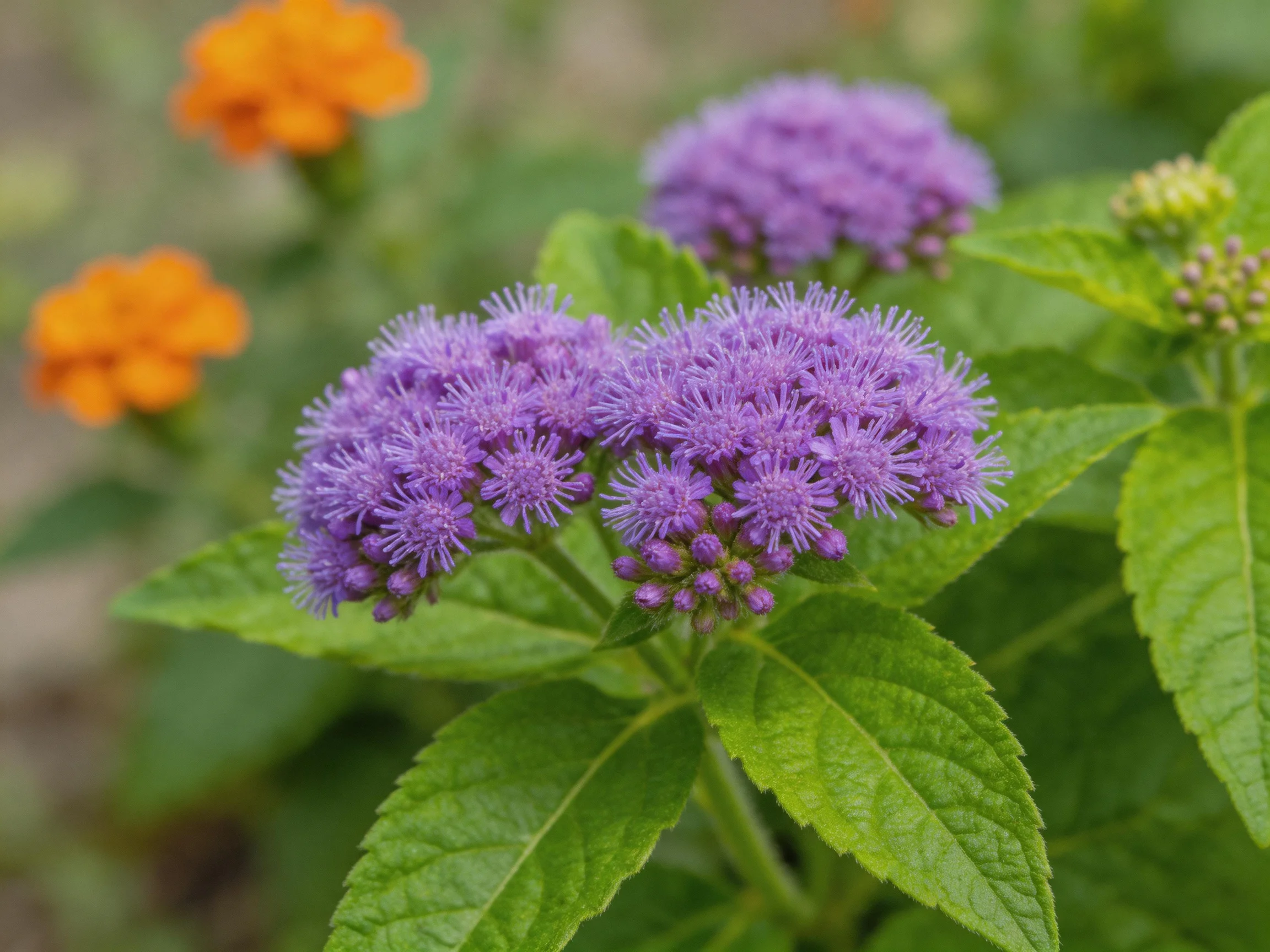 Vibrant purple blooms with lush green foliage and orange flowers in the distance.