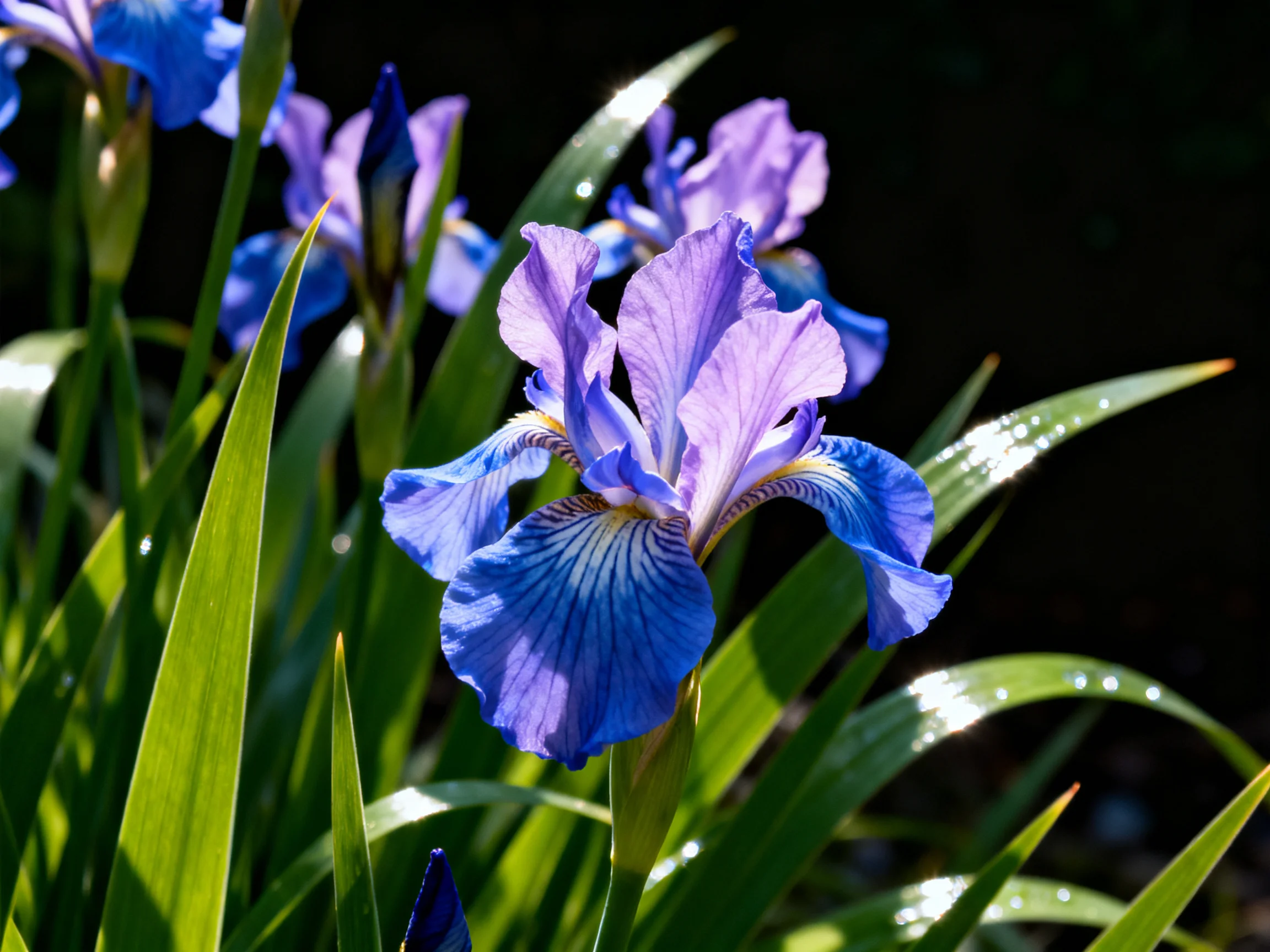 Vibrant purple-blue iris flowers bloom amid glossy green foliage