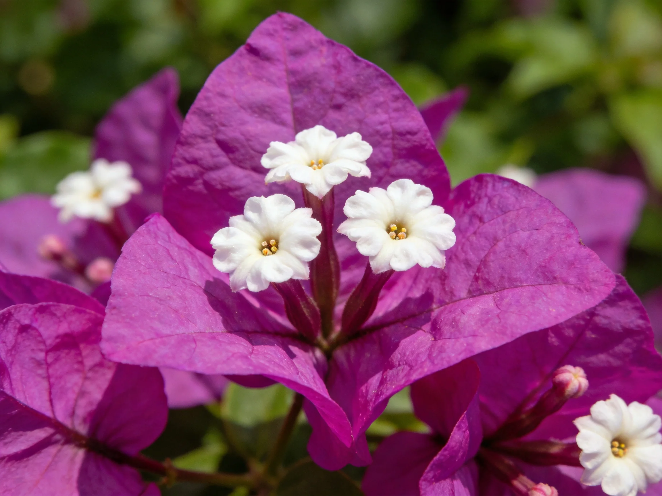Vibrant purple bougainvillea with small white clustered blooms