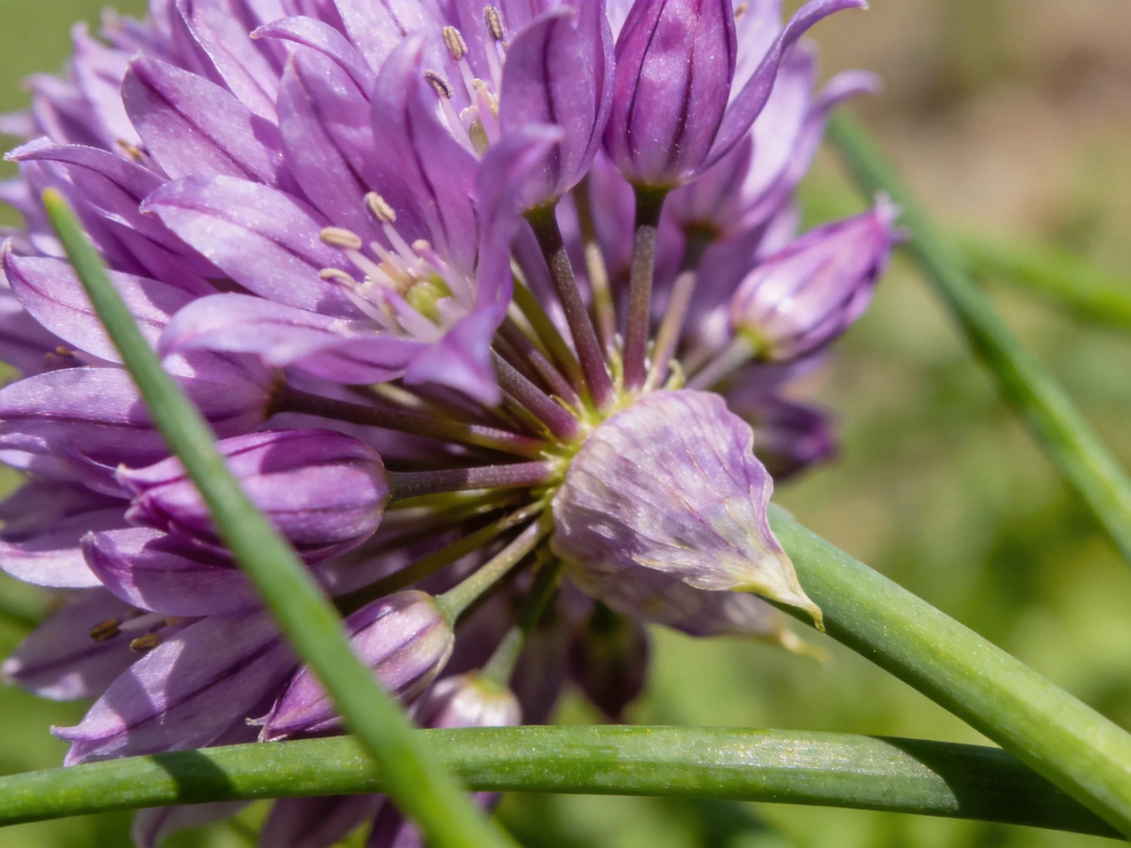Vibrant purple chive flowers clustered with green stems